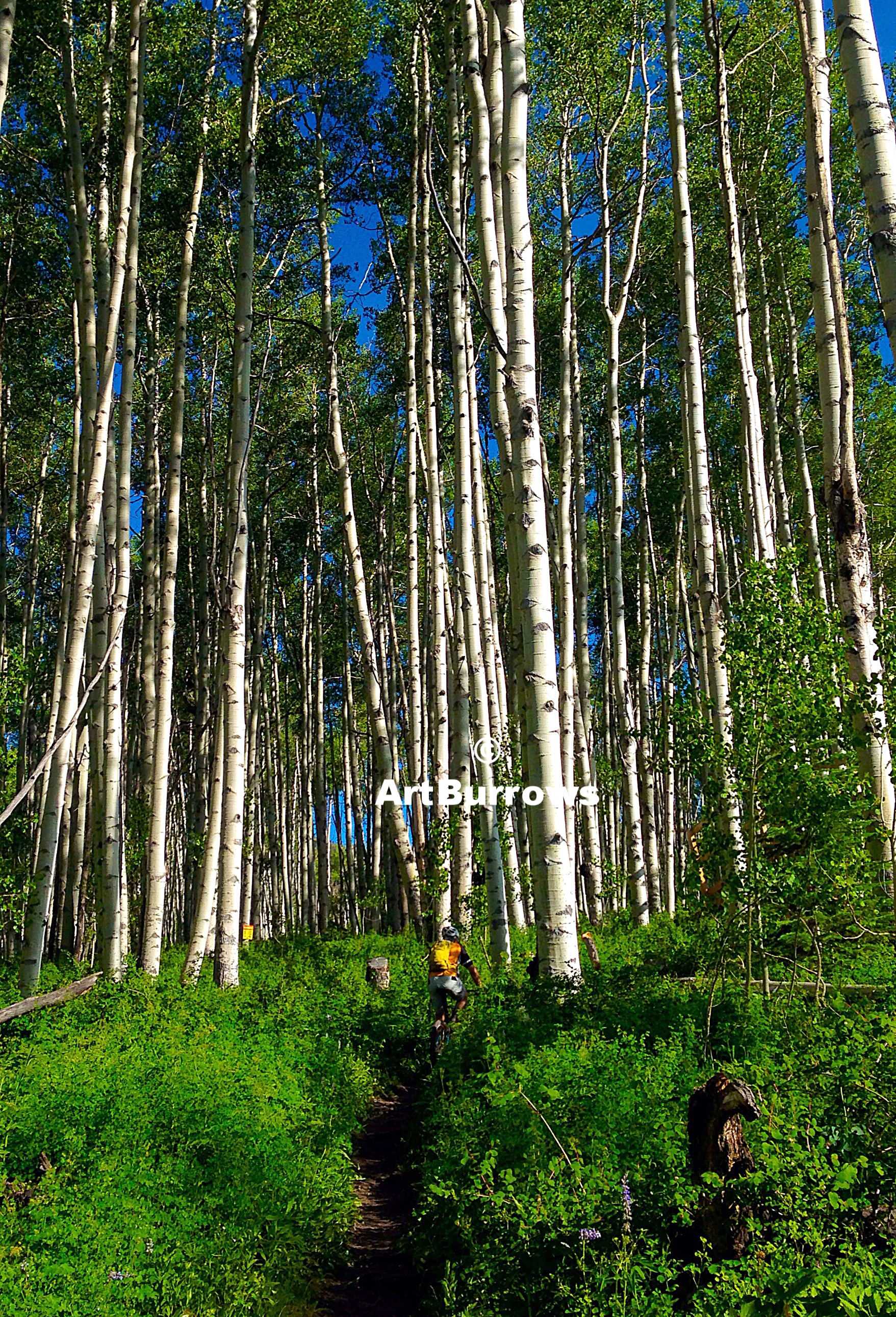 Vertical Aspens & Powerline Rider
