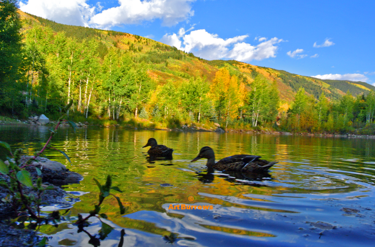 Ducks in Fall Pond