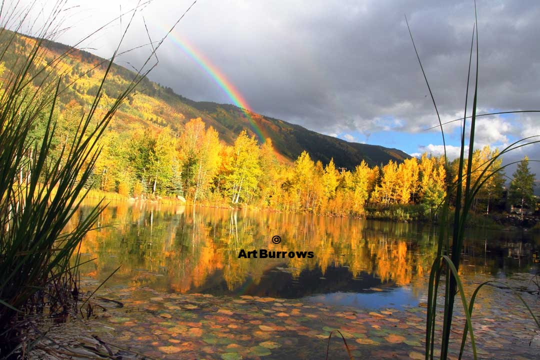 Aspens, Rainbow, Leaves, Pond