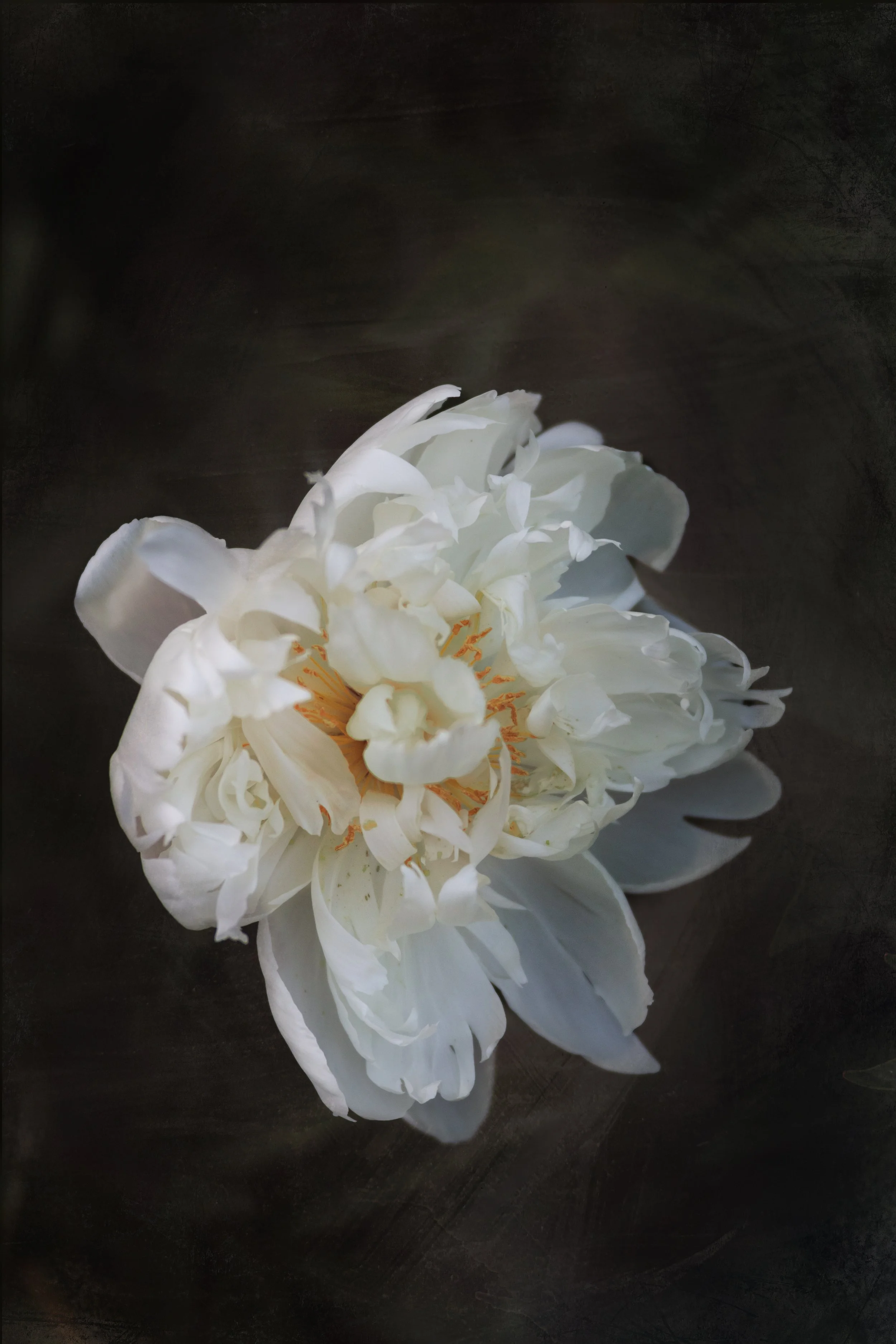 Ann Arbor Nichols Arboretum Peony Garden 2022-14.jpg