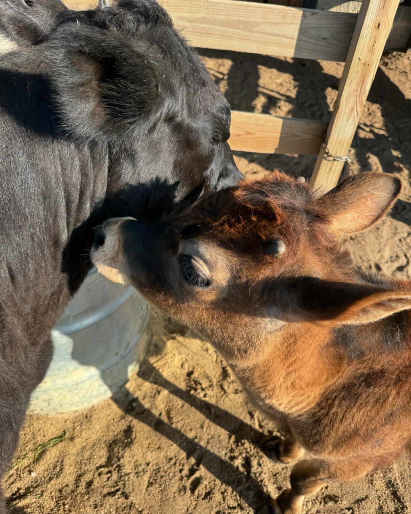 Lizzie and Ozzie (how did we name both cows with double Z&rsquo;s??) 
The water troughs are the local meeting place after breakfast and everyone is usually half asleep after the night of coyotes on the farm and a morning of eagles in the field. The e