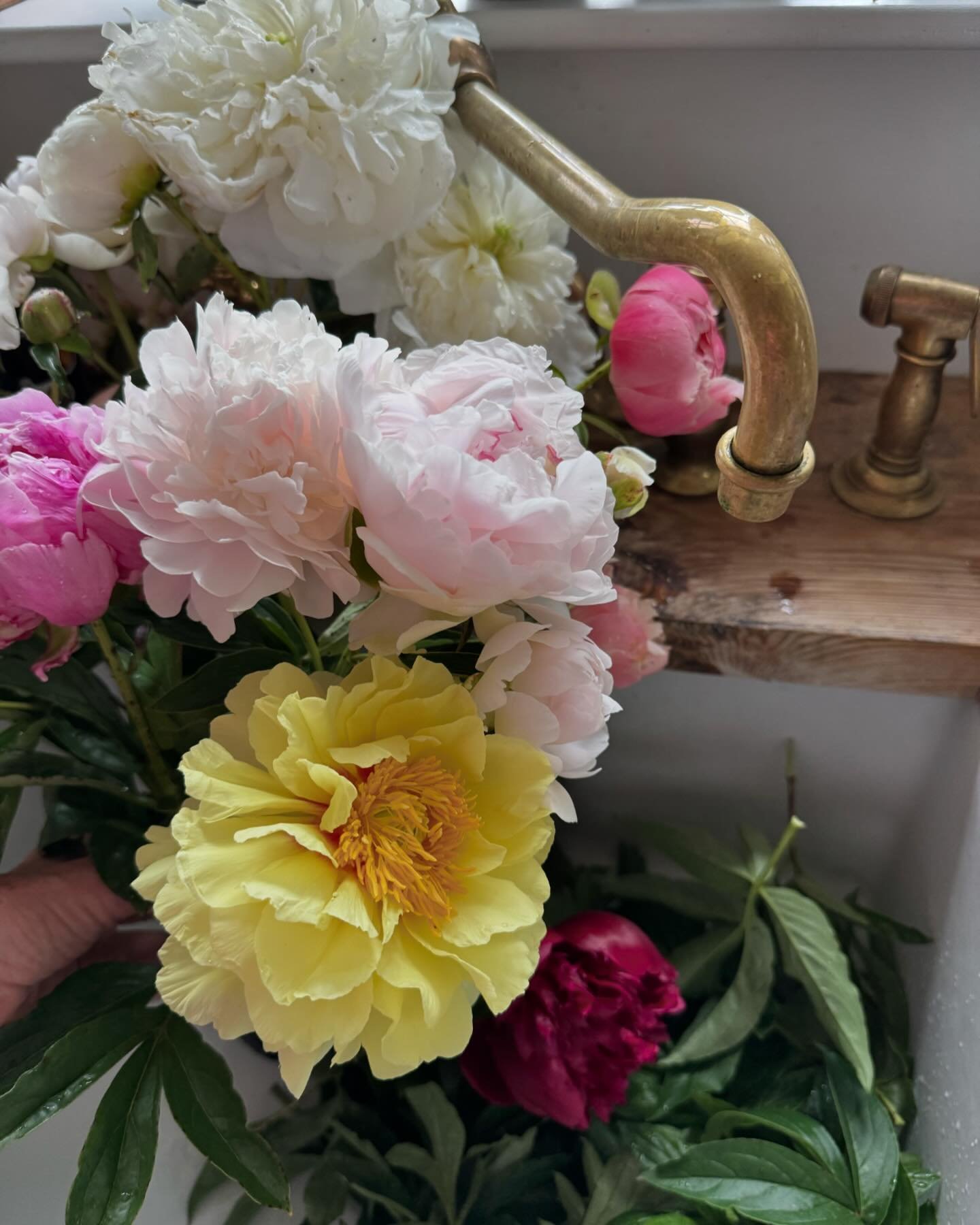 Peonies are always a good way to dress up a kitchen sink and add a lovely scent!! 
.
.
.
#peonies #flowerfarm #farm #flowers