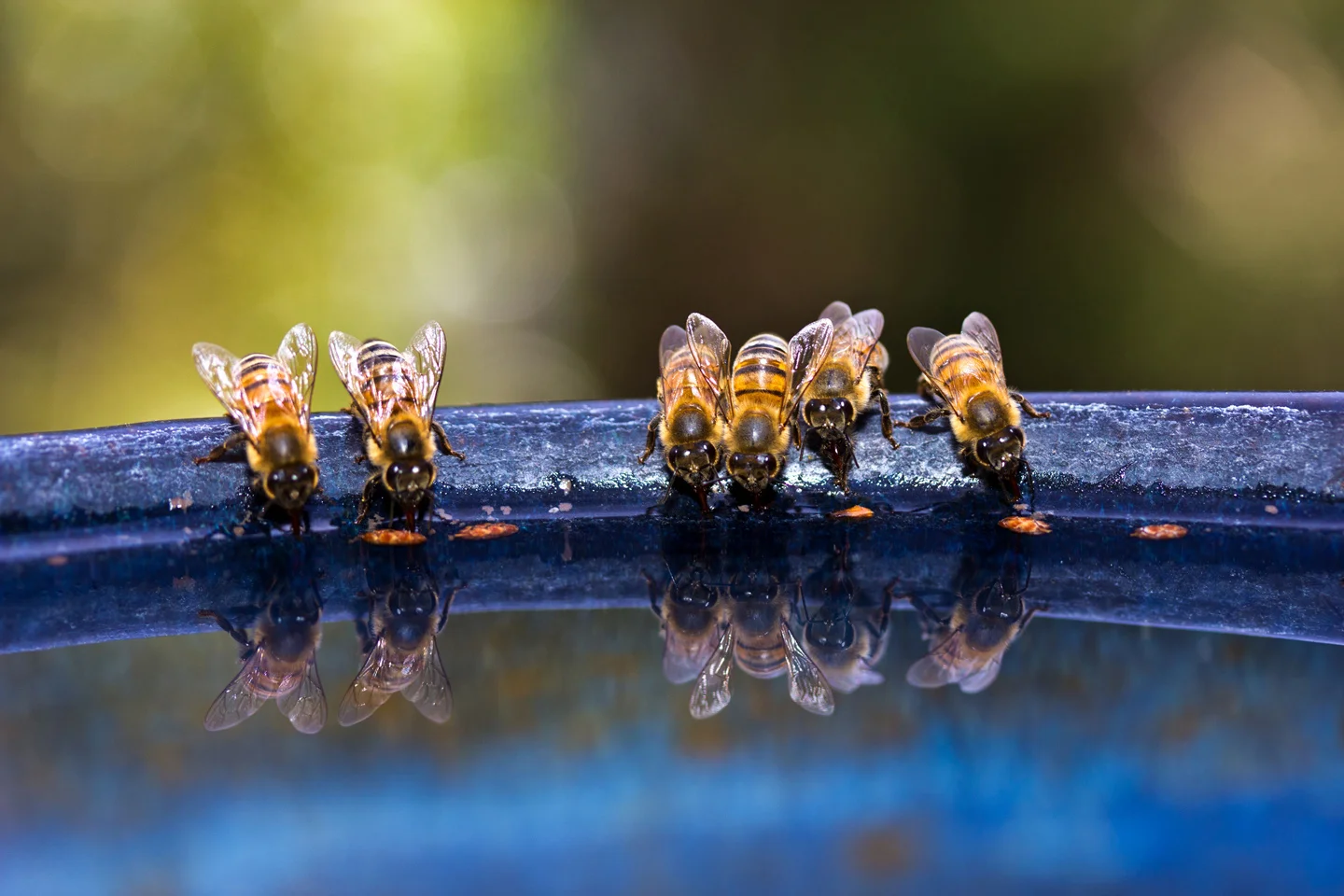 Sedona Bees stop for a sip of water. Photo by J. Spenser.