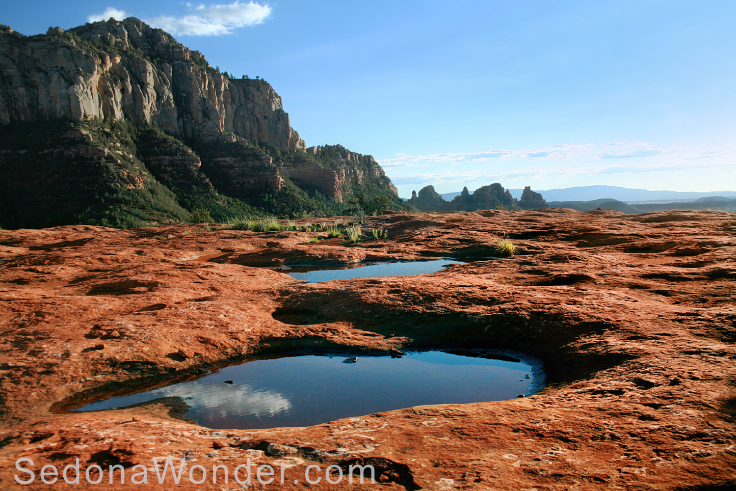 Sedona's Cow Pies