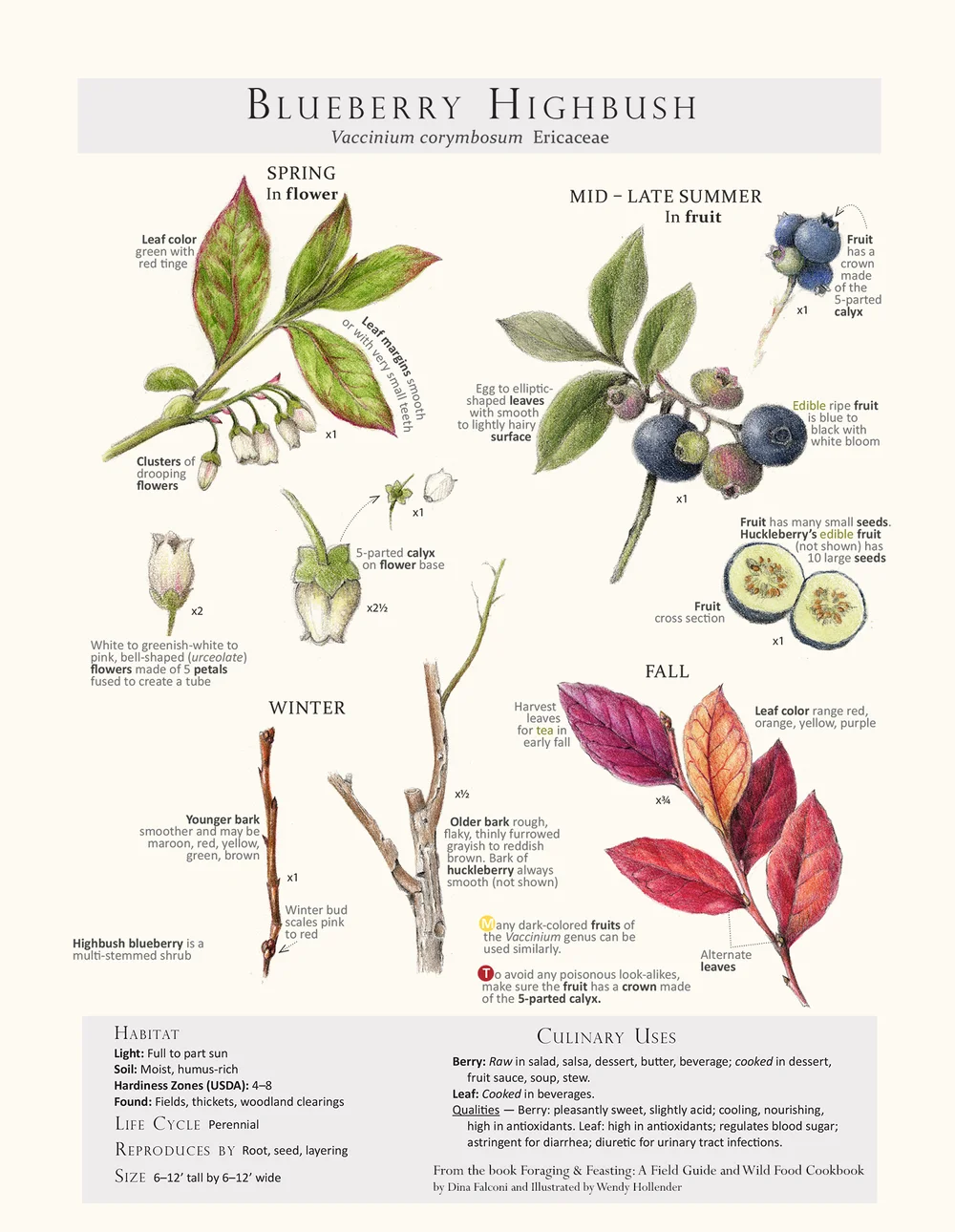 Foraging & Feasting Limited Edition Print - Blueberry (Please note print orders will ship mid March 2023') — Foraging and Feasting foraging-feasting-limited-edition-print-blueberry-please-note-print-orders-will-ship-mid-march-2023-foraging-and-feasting