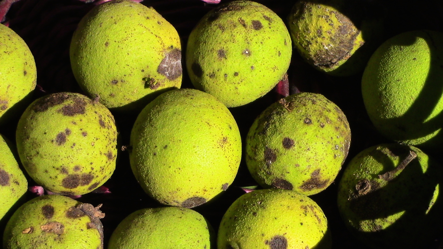 A basket of black walnuts gathered last week from the ground under the tree.