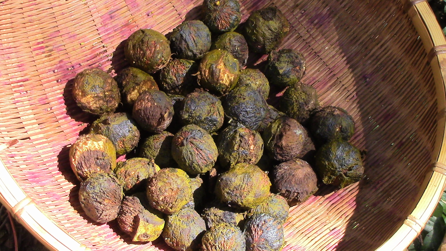 The black walnuts after their green hulls have been removed. At this point they can be spread out and left to dry to be eaten in the future or they can be eaten right away...... 