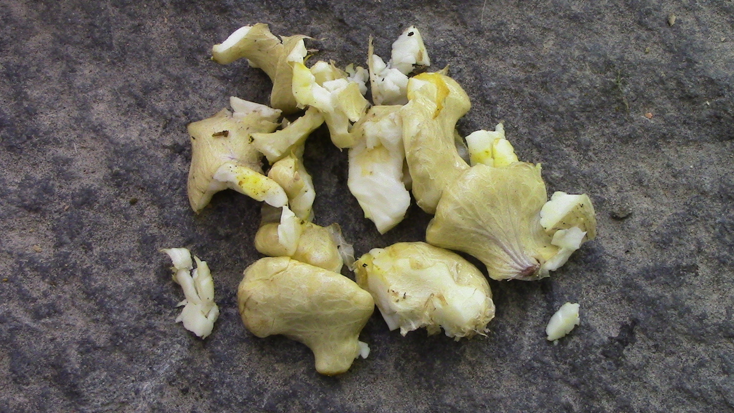 The yellowish-white black walnut meat ready to eat. Can be used instead of other nuts in cooking.