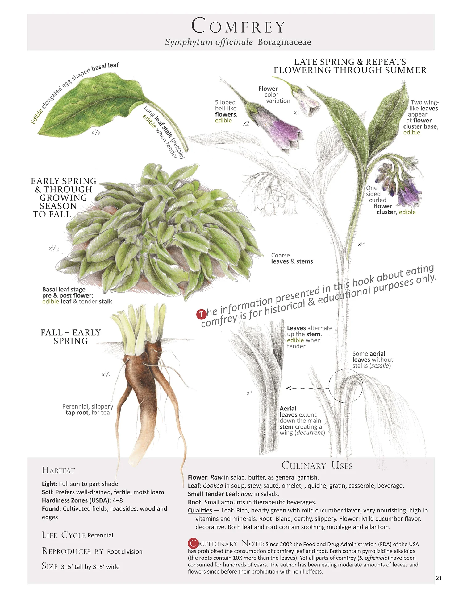 From the book Foraging & Feasting: A Field Guide and Wild Food Cookbook by Dina Falconi; illustrated by Wendy Hollender .