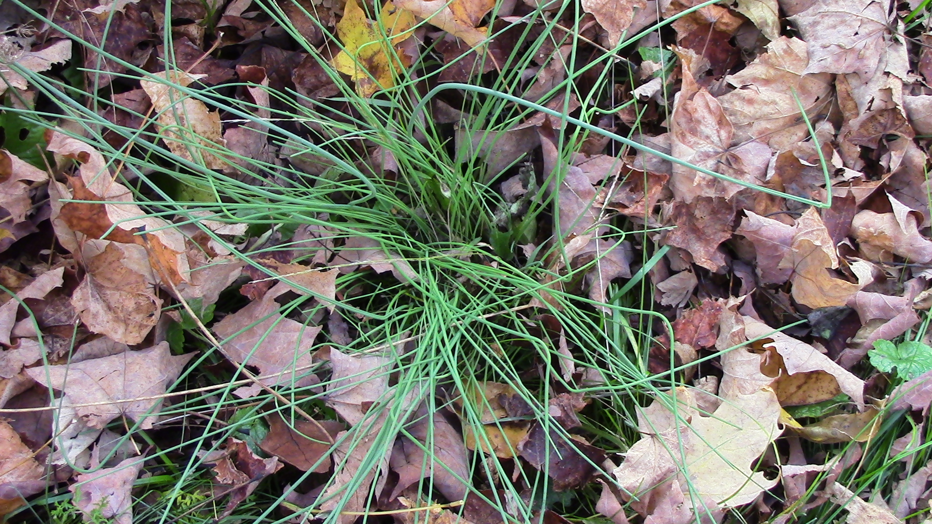 Field garlic photo taken today. 