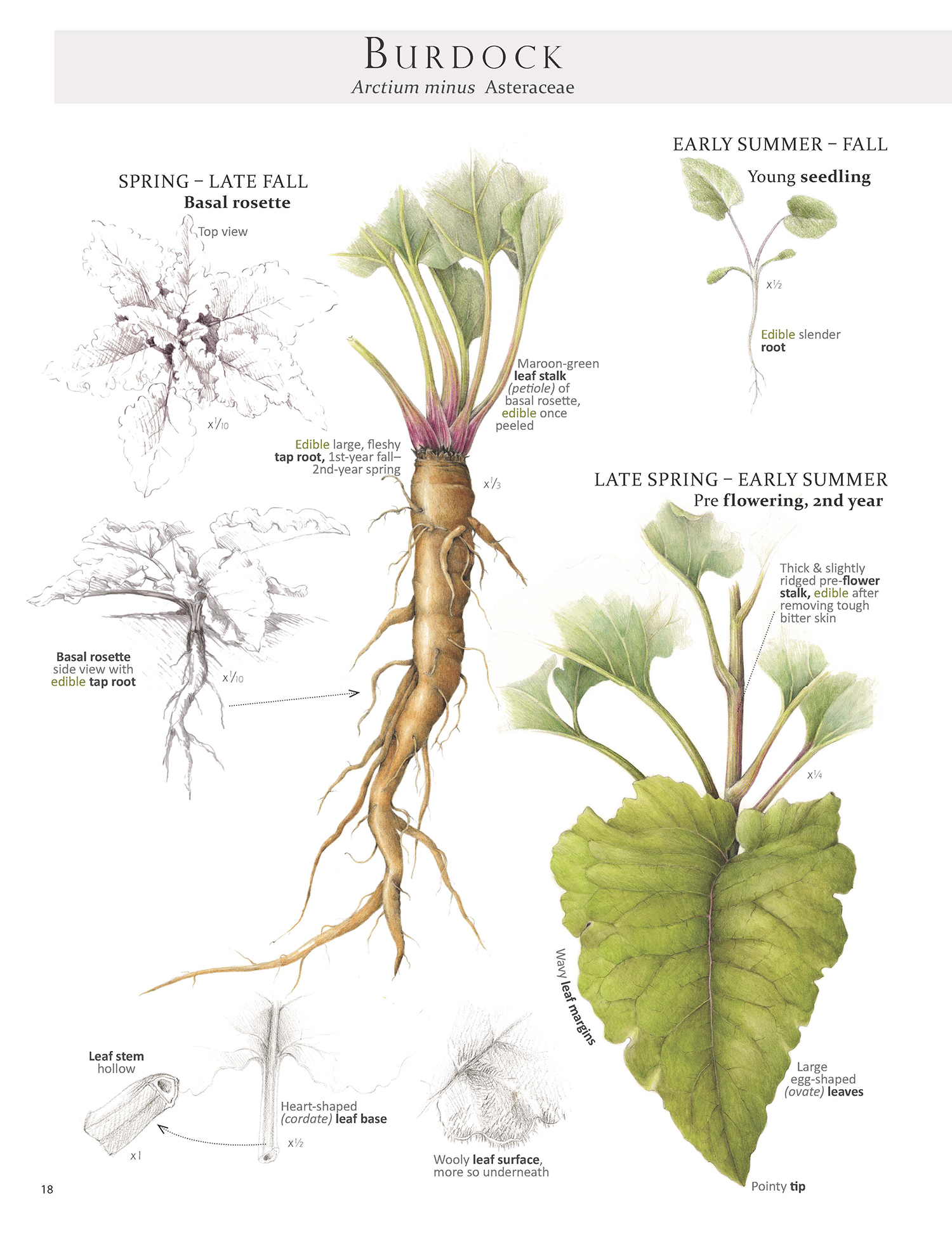 One of the Burdock pages from Foraging & Feasting: A Field Guide and Wild Food Cookbook by Dina Falconi; illustrated by Wendy Hollender.