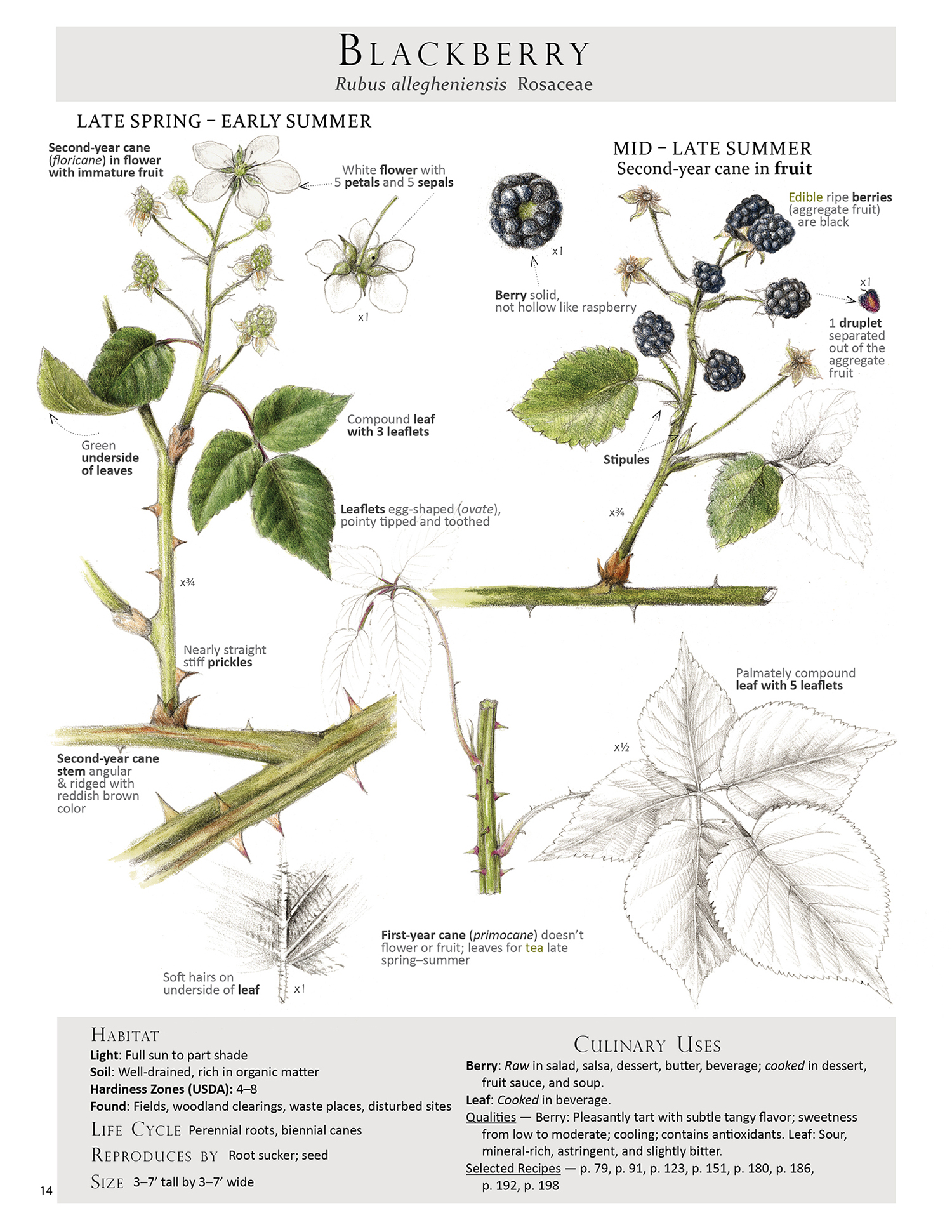 From the book Foraging & Feasting: A Field Guide and Wild Food Cookbook by Dina Falconi; illustrated by Wendy Hollender.