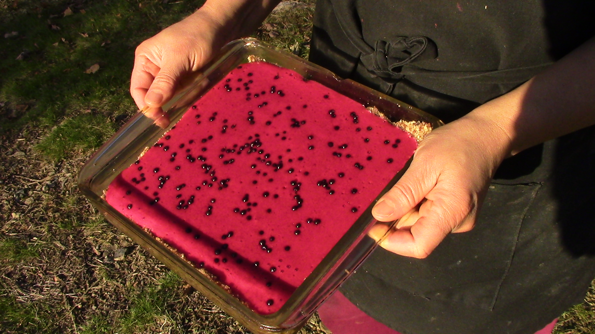 Raspberry Mousse Pie with Elderberries sprinkled on top — recipe from the book Foraging & Feasting: A Field Guide and Wild Food Cookbook by Dina Falconi; illustrated by Wendy Hollender