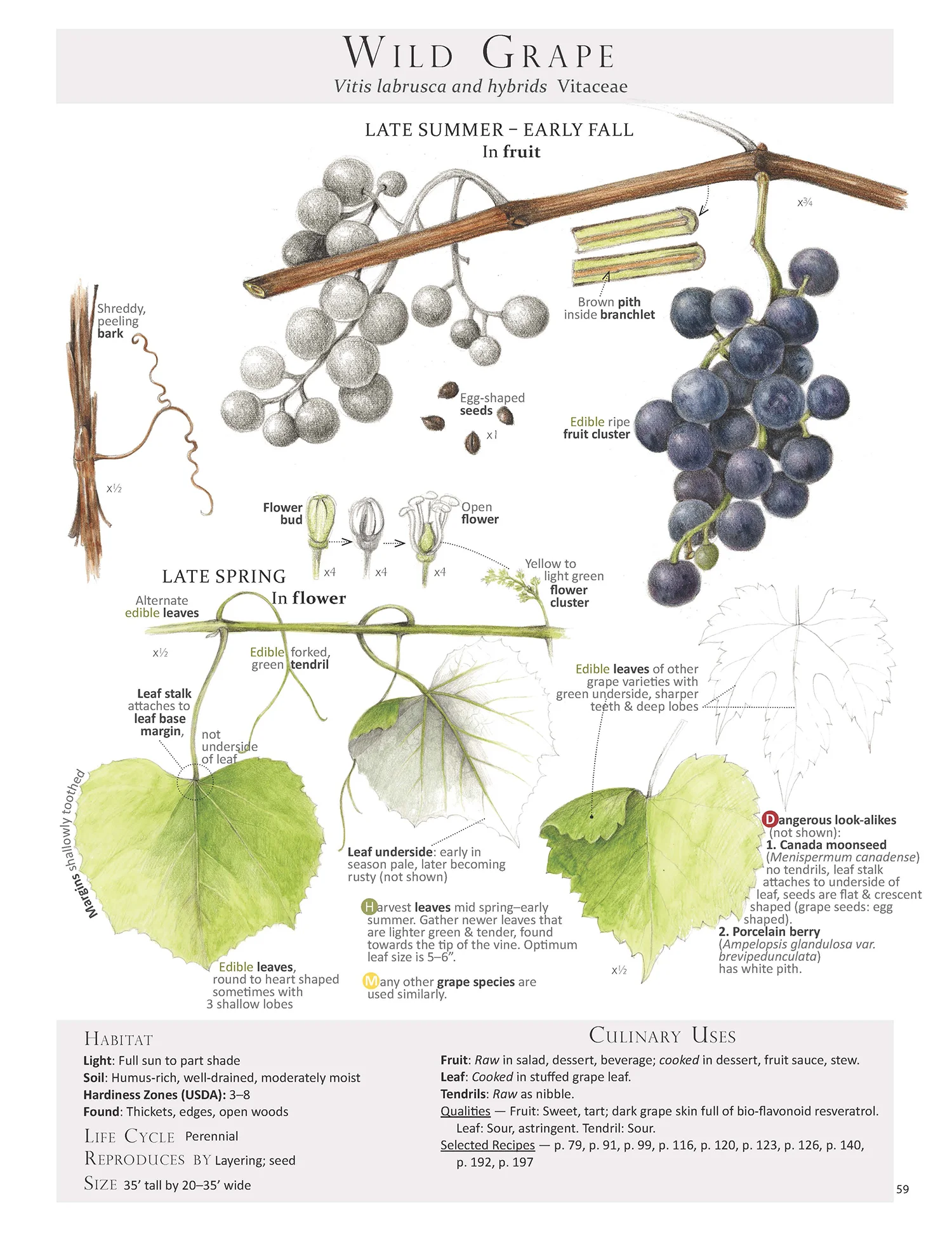 Wild Grape Leaf page from our book Foraging & Feasting: A Field Guide and Wild Food Cookbook by Dina Falconi; illustrated by Wendy Hollender