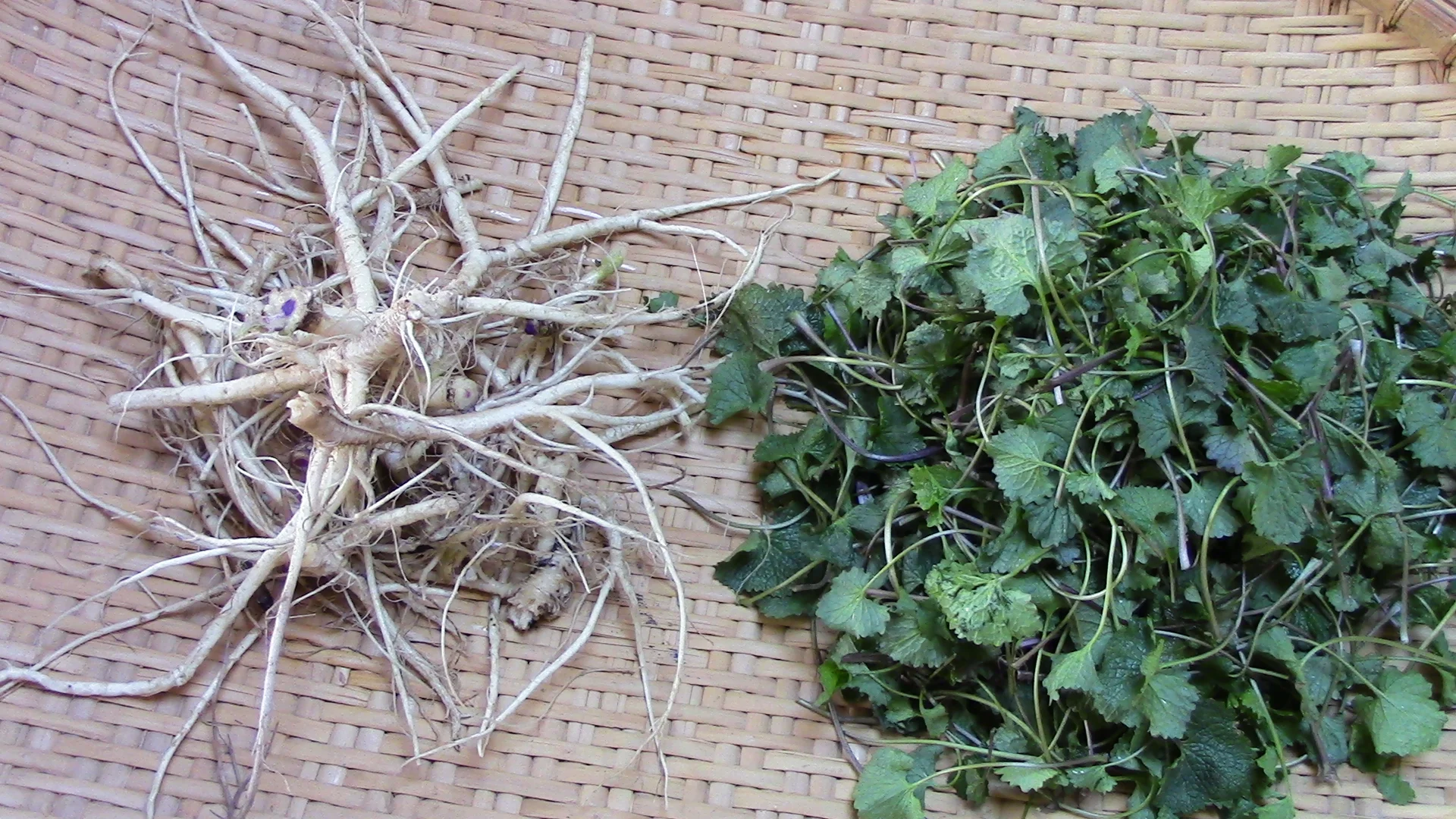 Garlic Mustard Root = WildStyle Horseradish — Foraging and Feasting