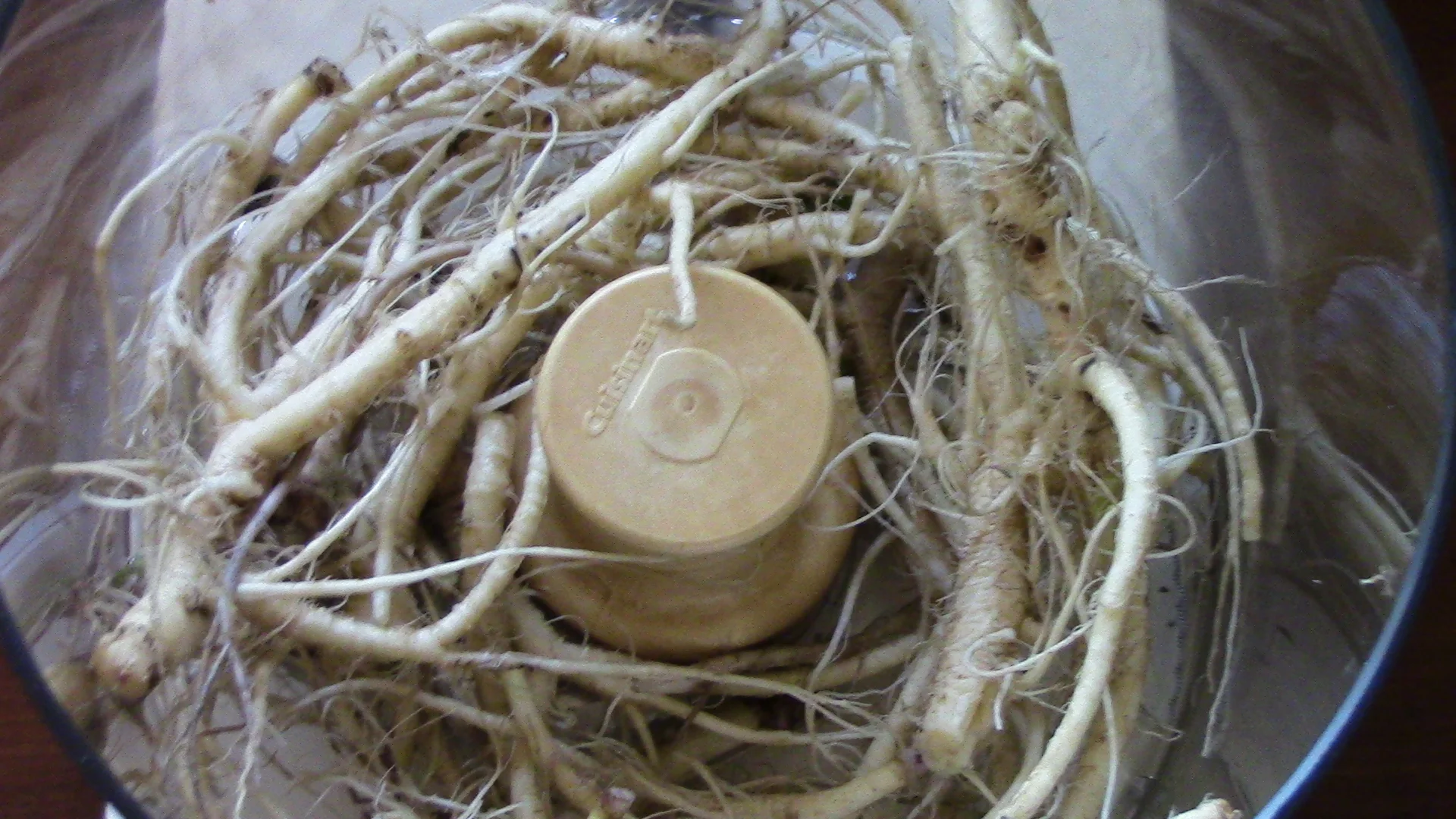 Garlic Mustard Root = WildStyle Horseradish — Foraging and Feasting