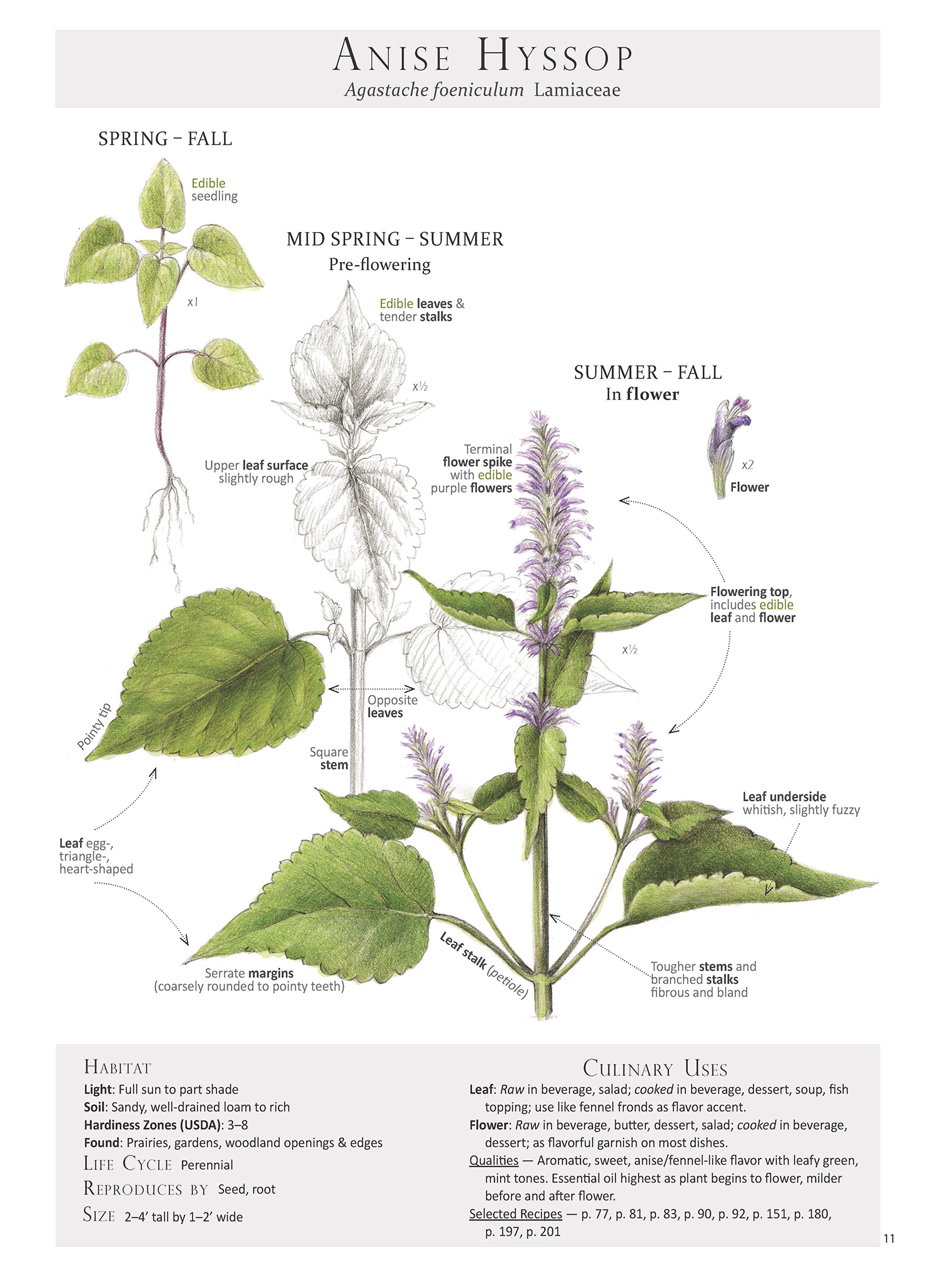 Plant Identification page from Foraging & Feasting: A Field Guide and Wild Food Cookbook by Dina Falconi; illustrated by Wendy Hollender http://bit.ly/1Auh44Q