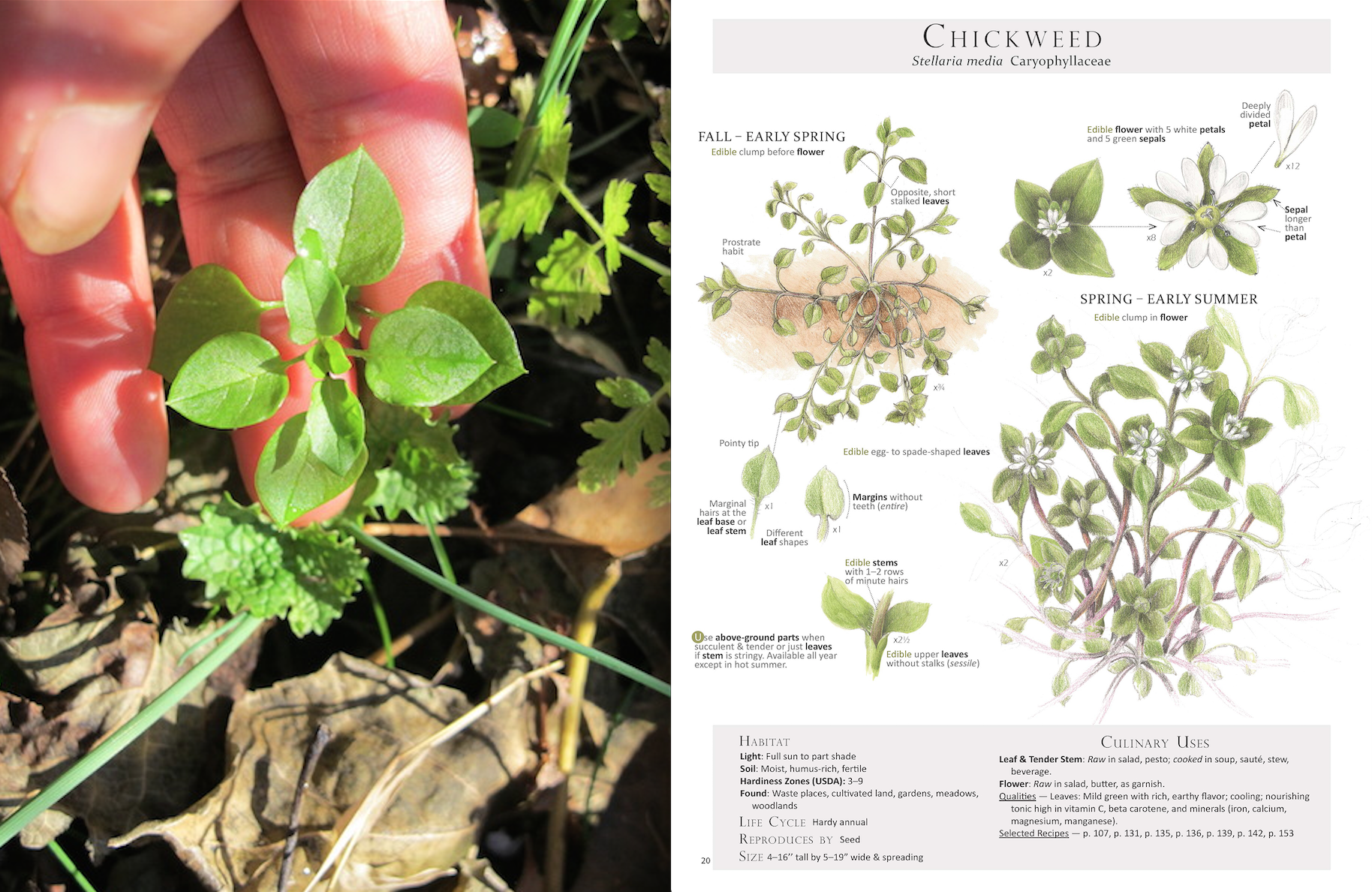 Chickweed+.png