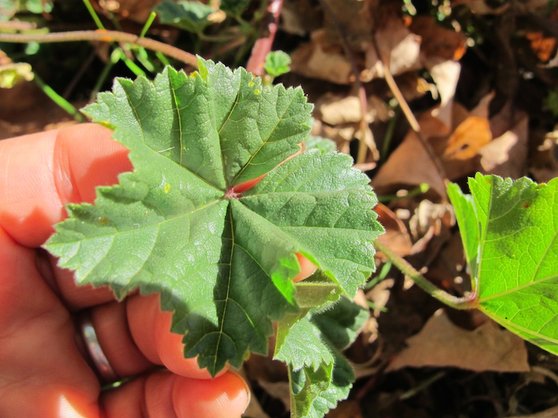 Common mallow (Malva neglecta)
