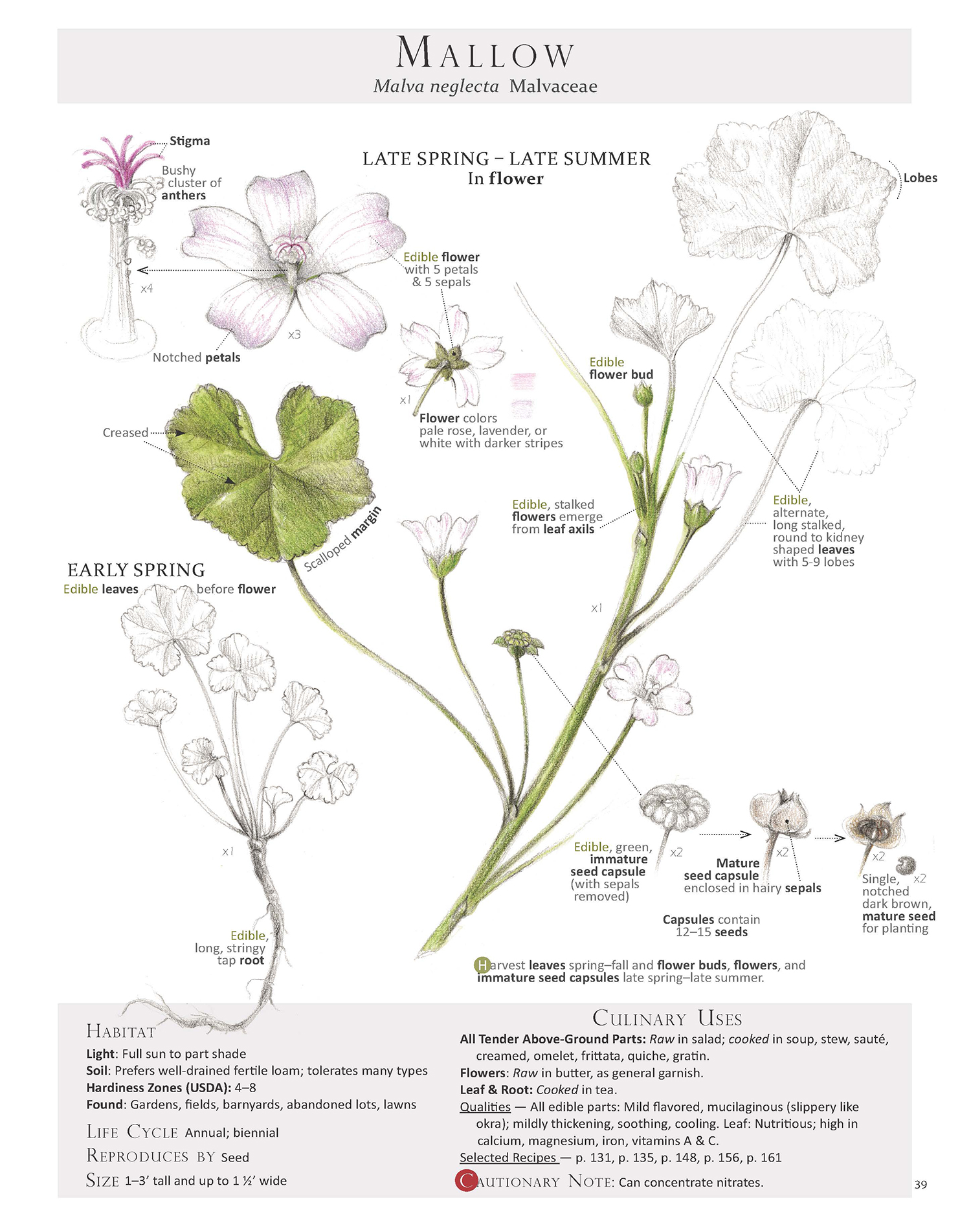 Common mallow illustration from Foraging & Feasting: A Field Guide and Wild Food Cookbook .