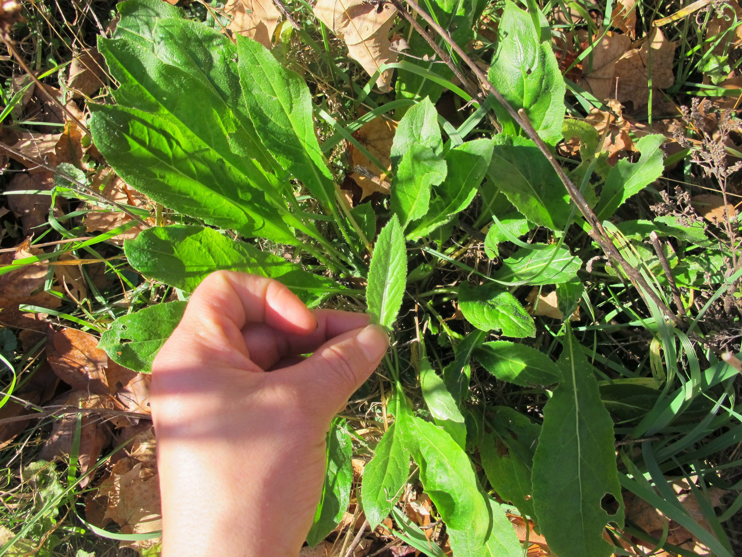 Dame's Rocket (Hesperis Matronalis) in basal rosette. Harvesting new tender, inner leaves for today's salad.