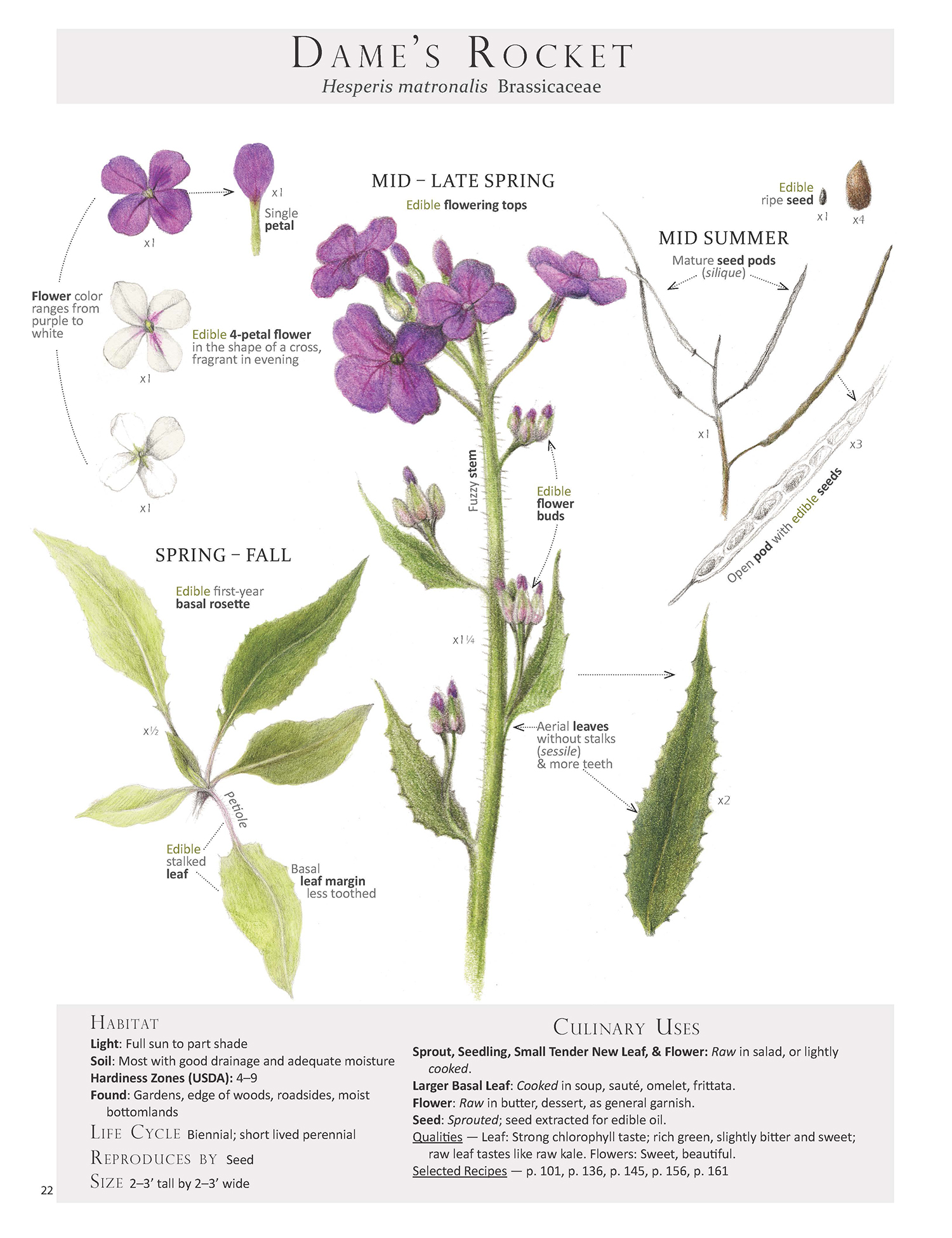 Dame's Rocket illustration from Foraging & Feasting: A Field Guide and Wild Food Cookbook .