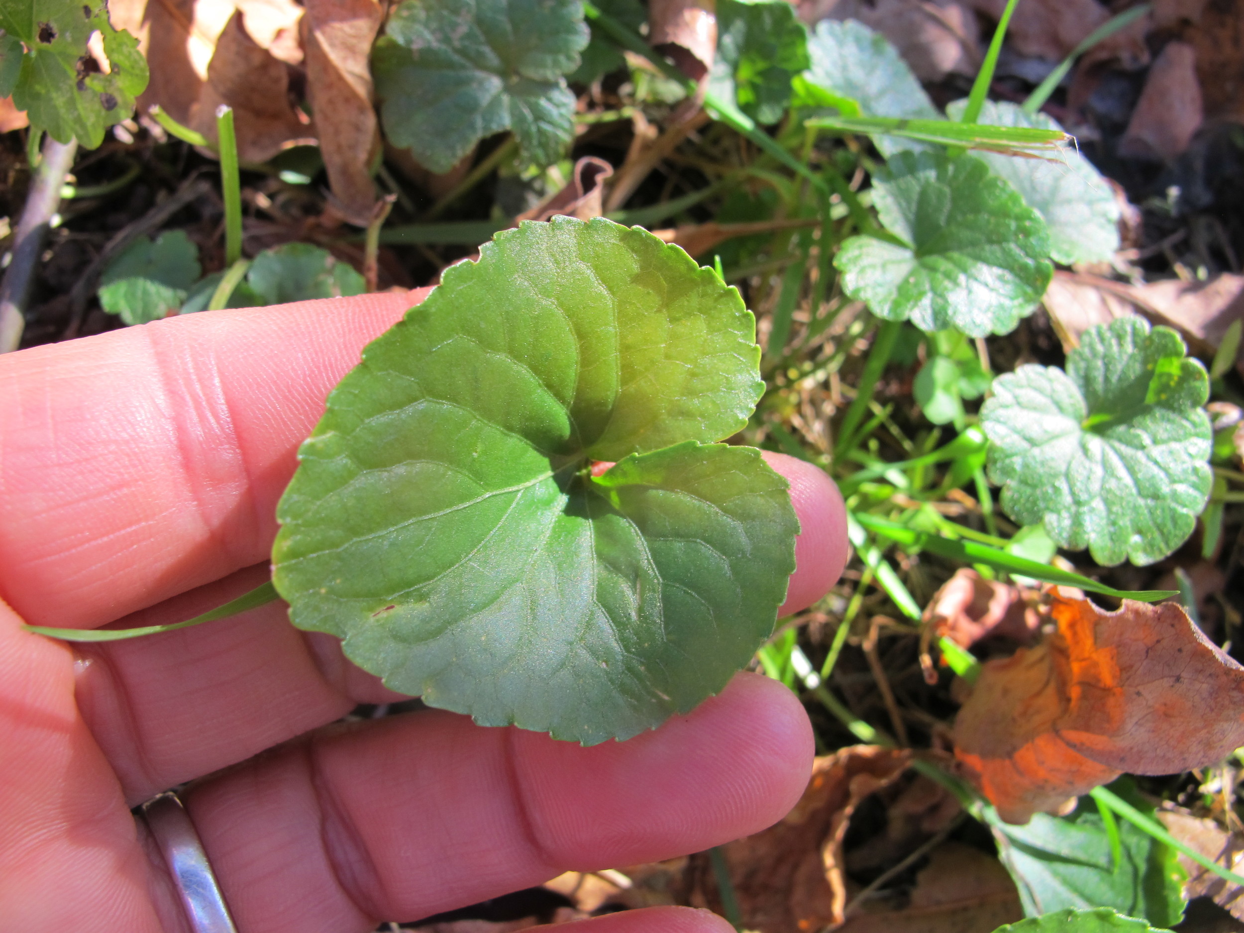 Violet (Viola sororia). Note gill-over-the-ground (Glechoma hederacea), considered a violet look alike, grows in the background. FYI, gill is also edible as a culinary garnish and medicine.
