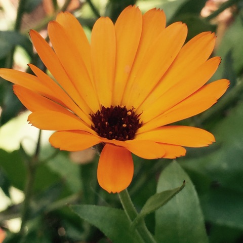 Photo of Calendula in the wild garden taken by Magda Durante