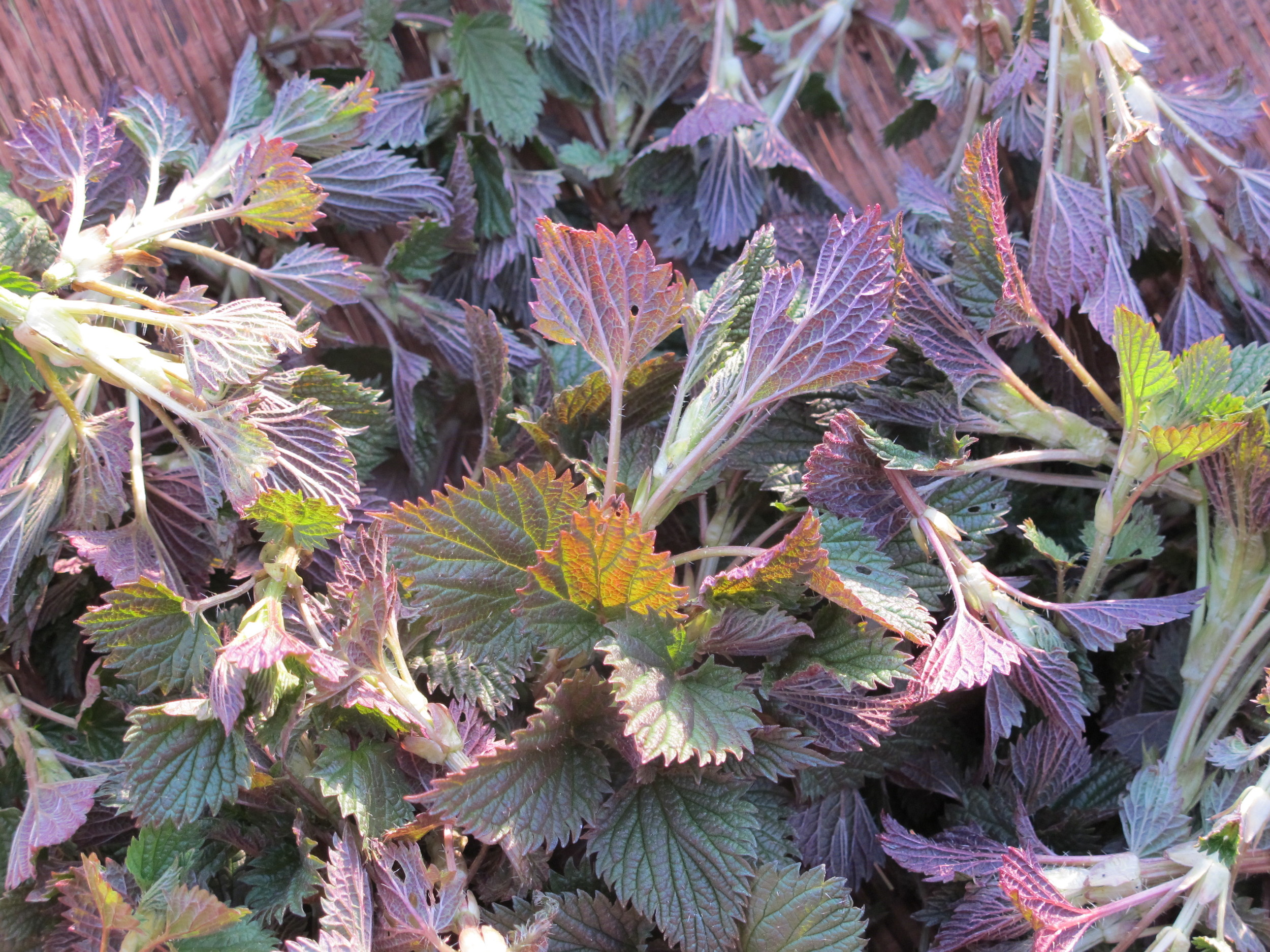 A basket filled with spring nettle tops that are about to be cooked.