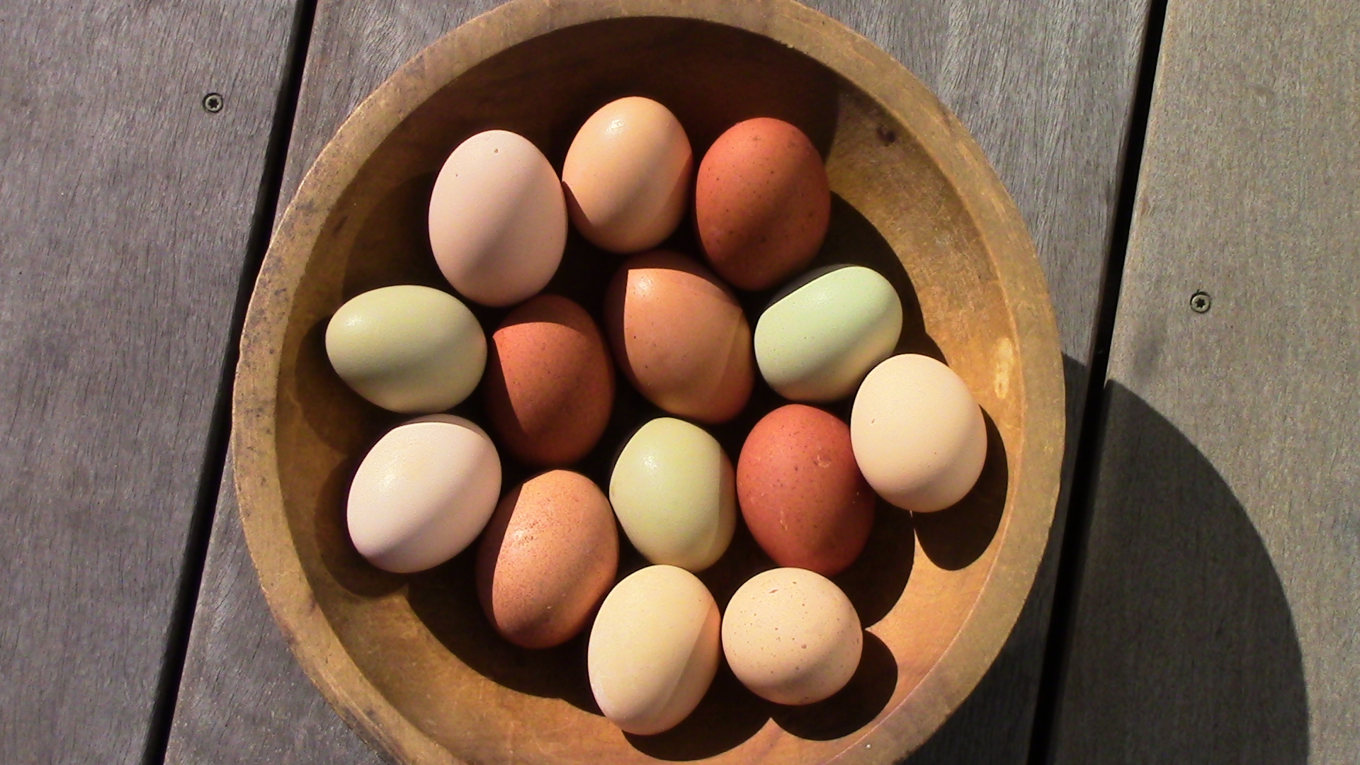Eggs from the "feral" flock of hens who live in our edible forest chicken yard.