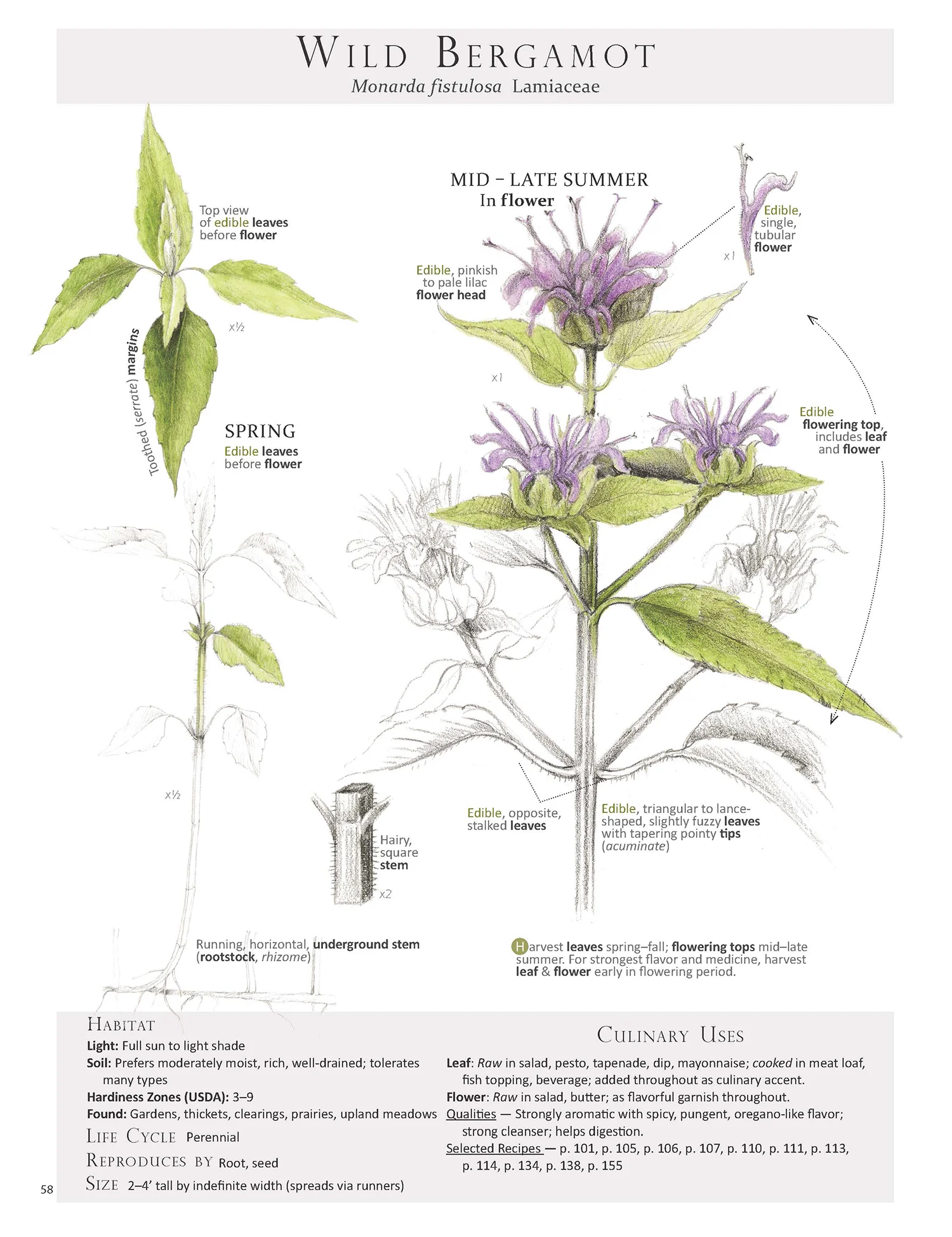Wild Bergamot Plant Map from Foraging & Feasting: A Field Guide and Wild Food Cookbook by Dina Falconi; illustrated by Wendy Hollender http://bit.ly/1Auh44Q