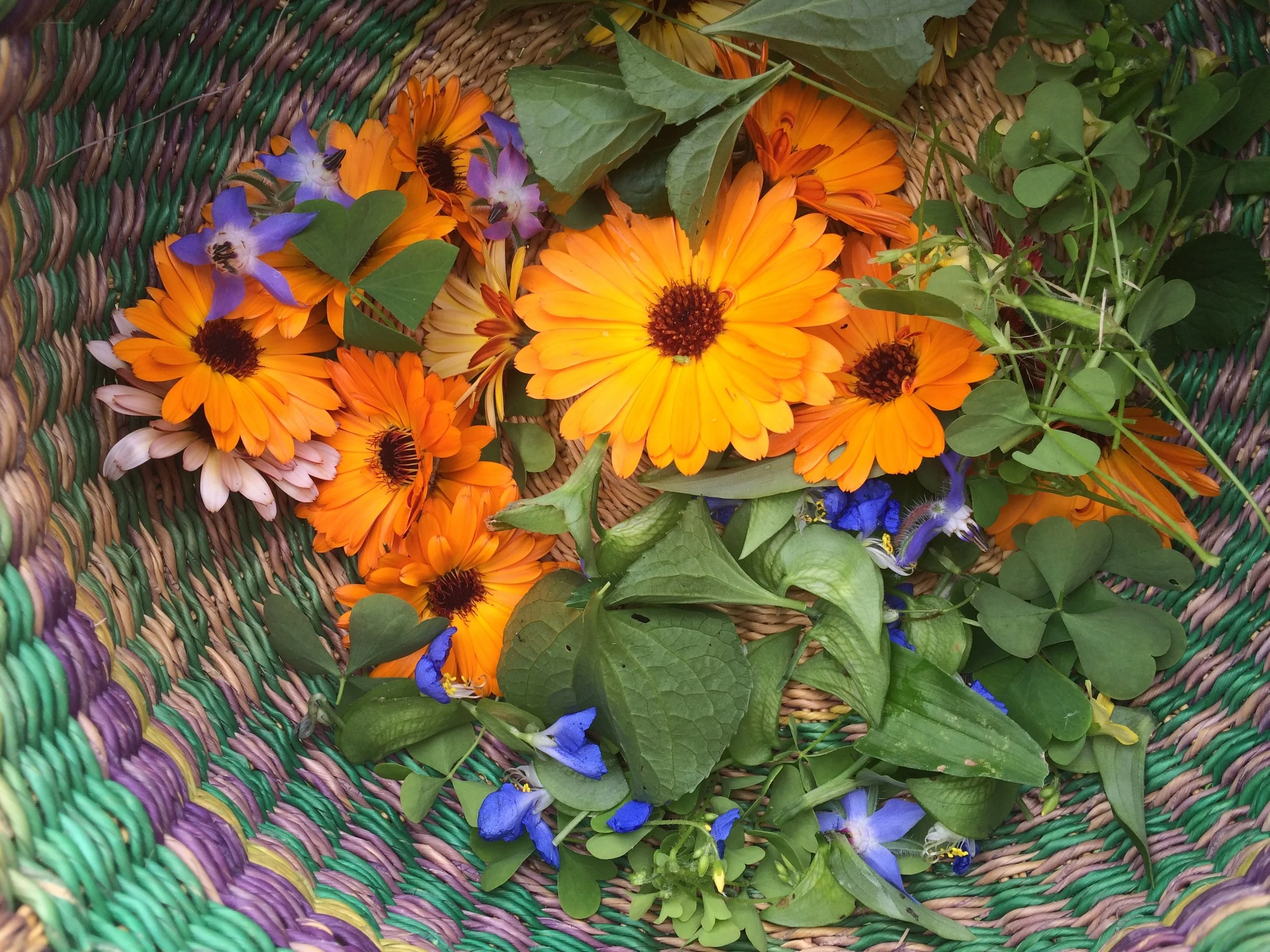 Join Dina at the New England Women's Herbal Conference