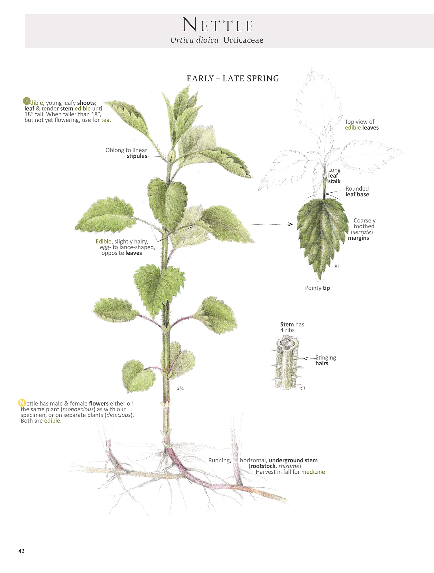 To help with id, harvest and use, here is the first page of the Nettle Plant Map from Foraging & Feasting: A Field Guide and Wild Food Cookbook by Dina Falconi (me), illustrated by Wendy Hollender. Book link ~ http://bit.ly/1Auh44Q
