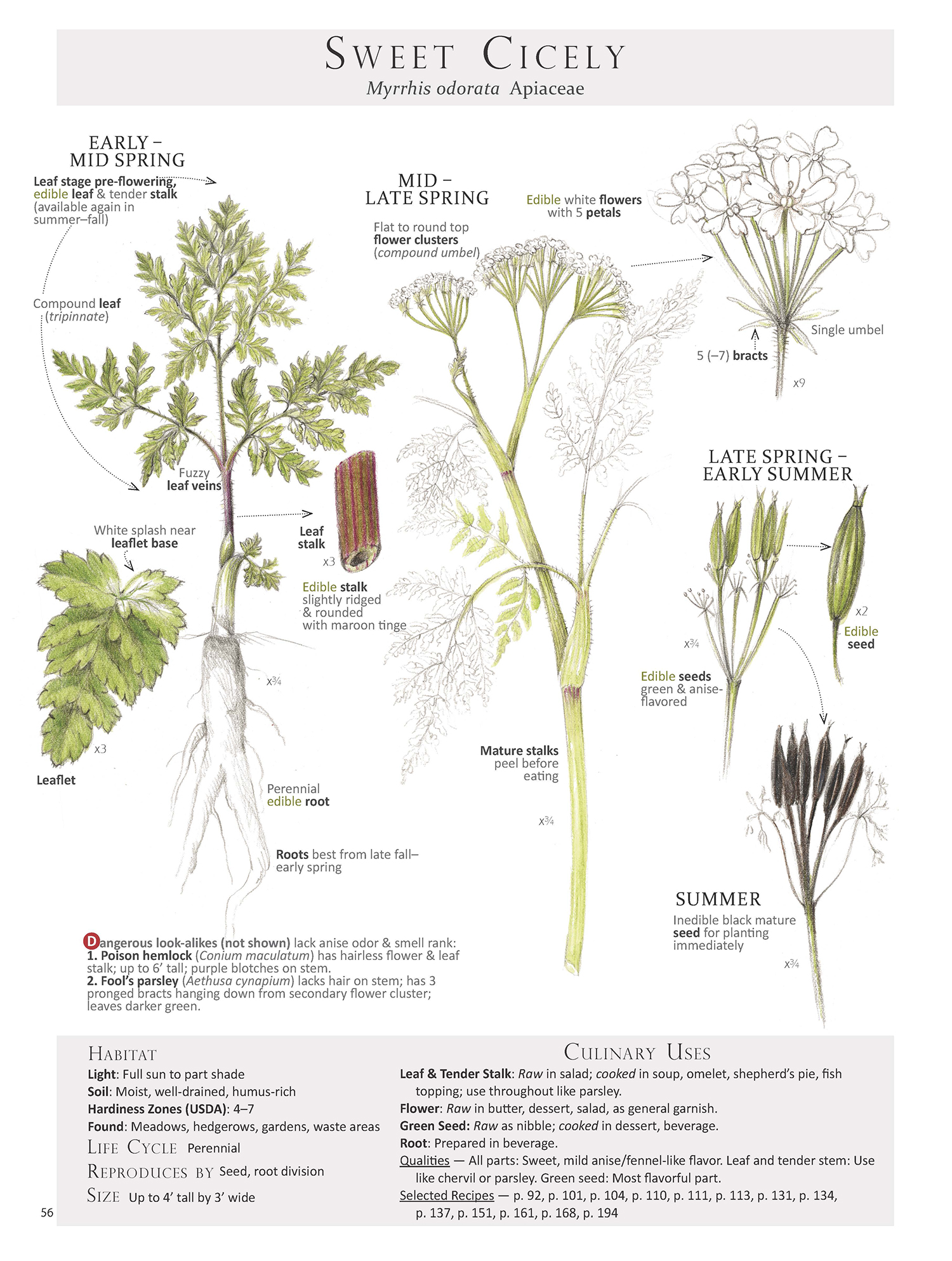 Sweet Cicely Plant Map from Foraging & Feasting: A Field Guide and Wild Food Cookbook by Dina Falconi; illustrated by Wendy Hollender http://bit.ly/1Auh44Q