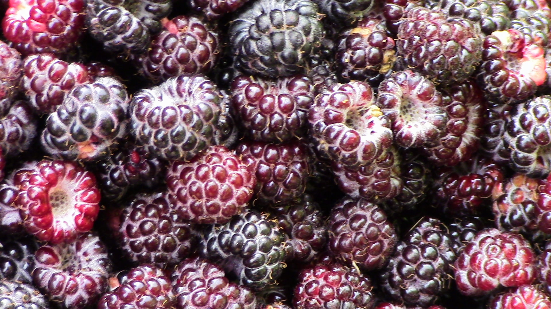 Black raspberries (Rubus occidentalis) are one of the first wild berries to appear in the landscape. Tangy, richly flavored, mildly sweet, cooling & high in antioxidants, they make an amazing ice cream. To help with id, check our illustration right below.