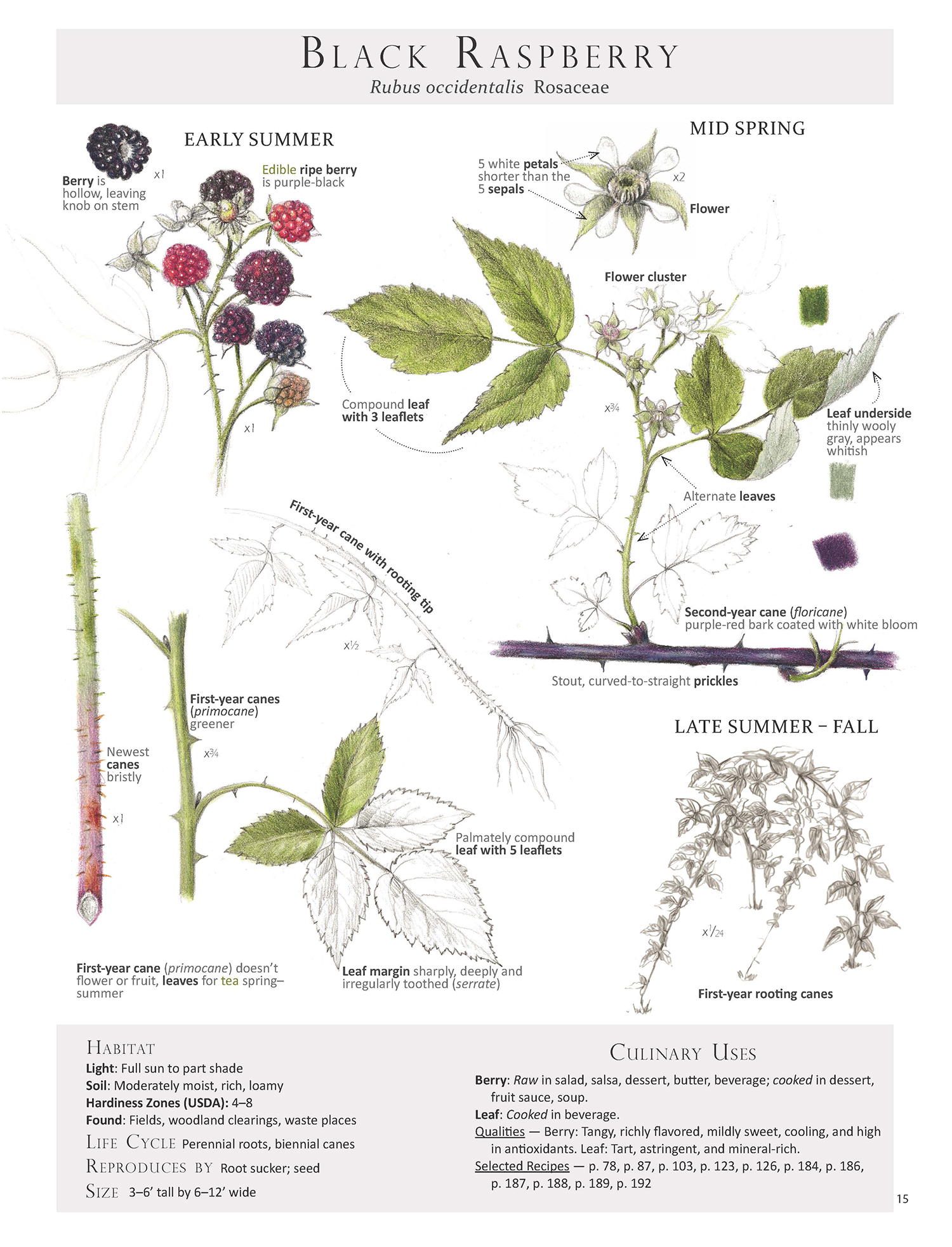 To help with id, harvest and use, here is our Black Raspberry Plant Map from Foraging & Feasting: A Field Guide and Wild Food Cookbook by Dina Falconi (me), illustrated by Wendy Hollender. Book link ~ http://bit.ly/1Auh44Q