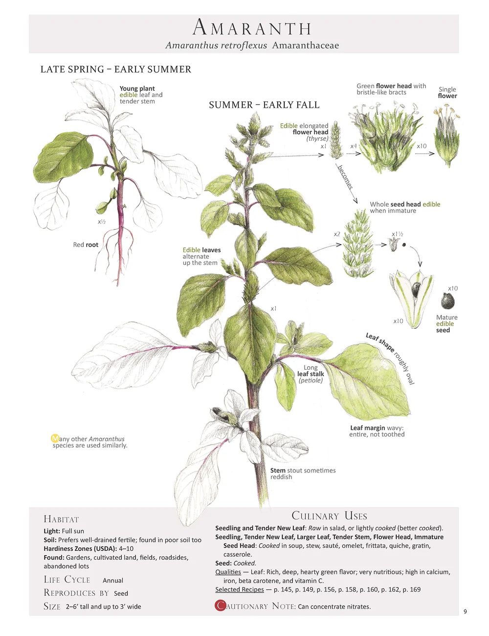 Callaloo Amaranth Blhta Foraging And Feasting