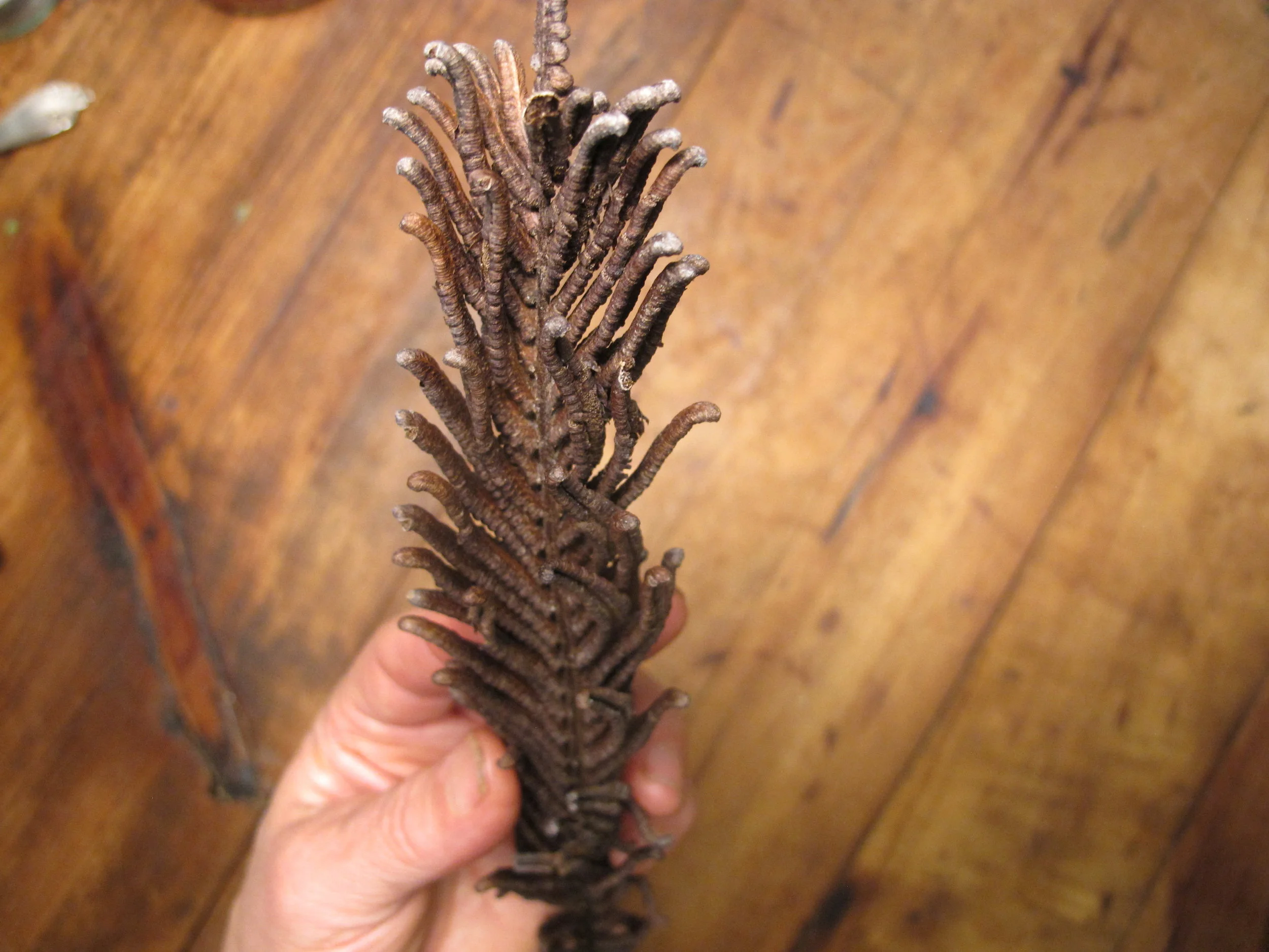 OSTRICH FERN = FIDDLEHEADS — Foraging and Feasting