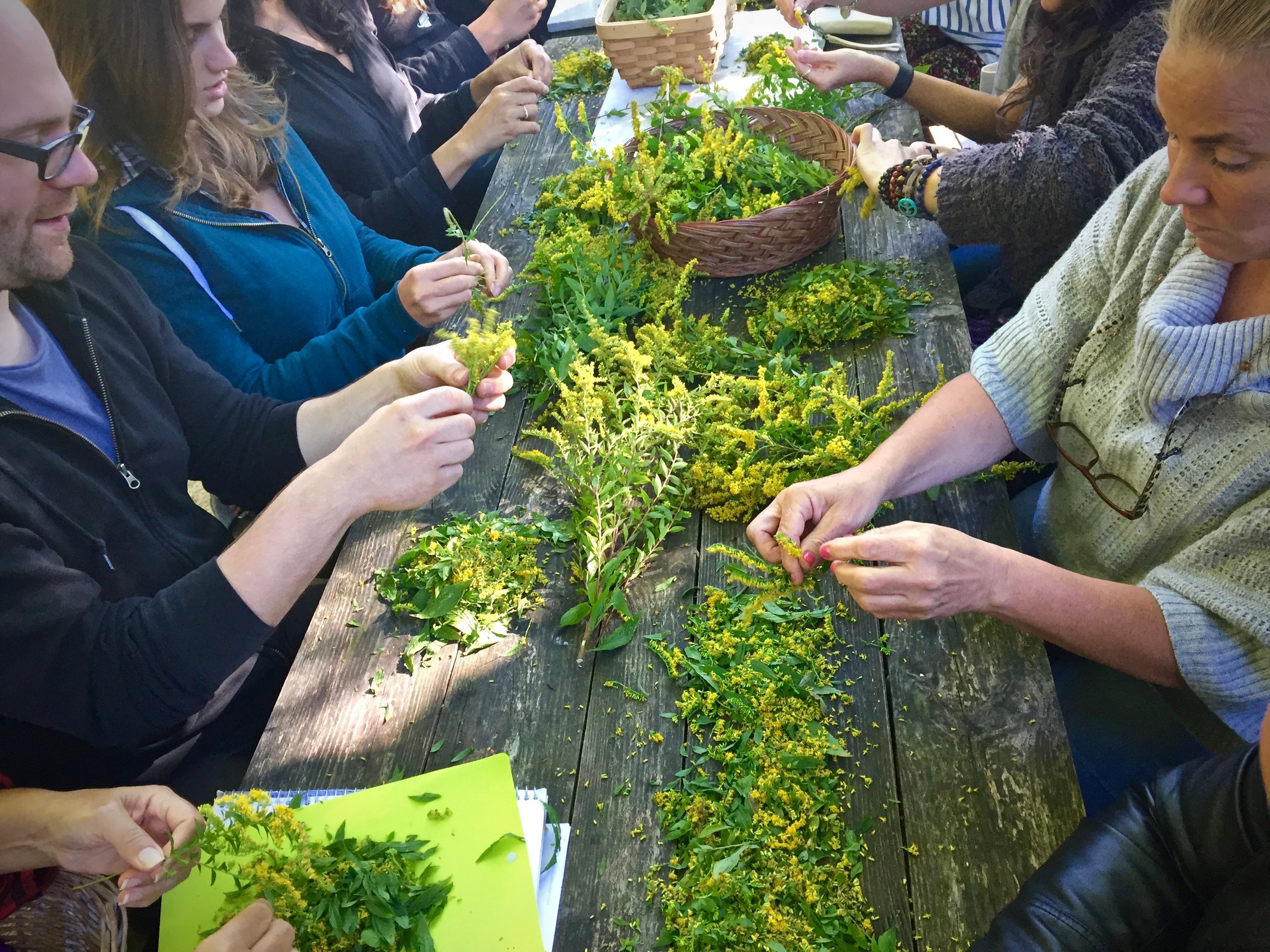 Arbor Vitae students making herbal medicine.