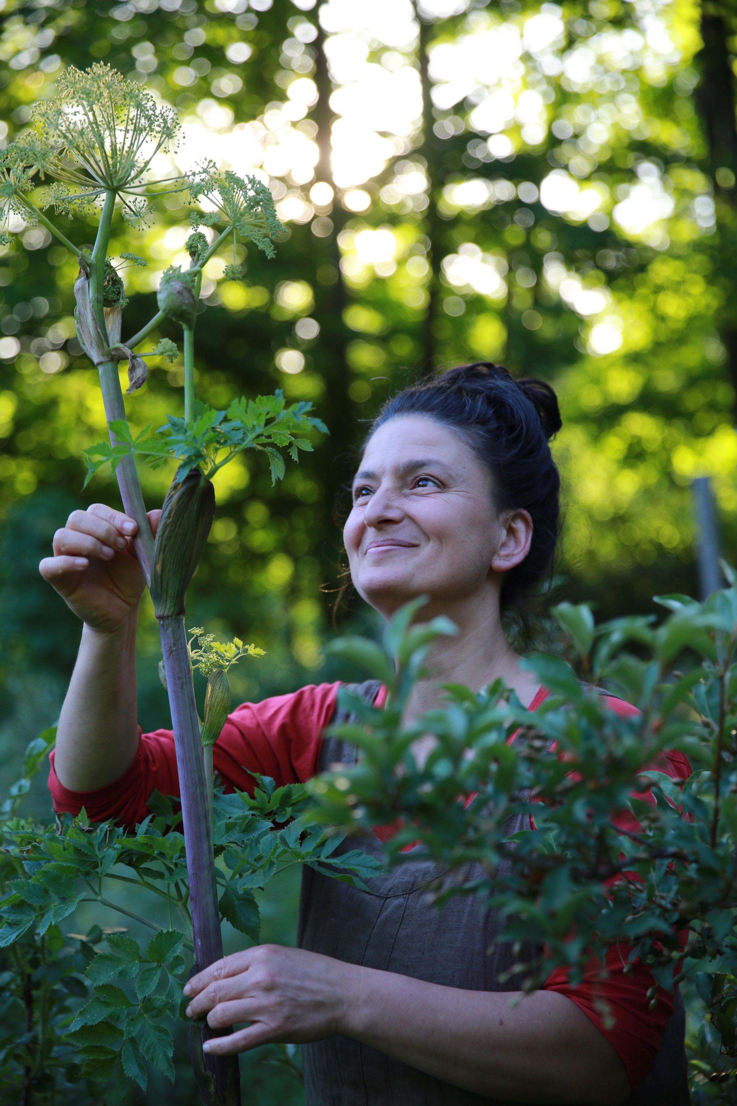 Studying Angelica in the wild garden.