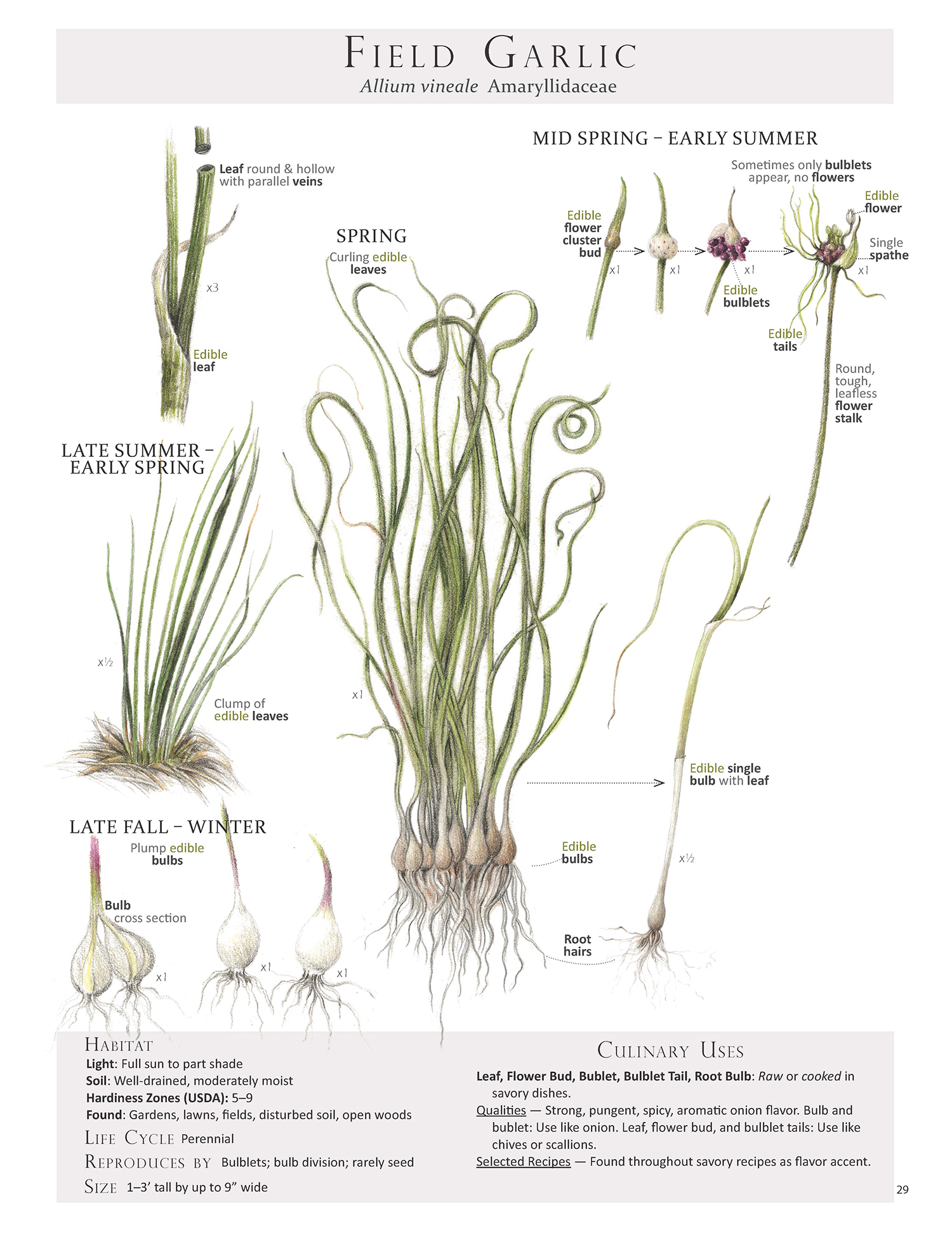 Field Garlic-Allium vineale.jpg