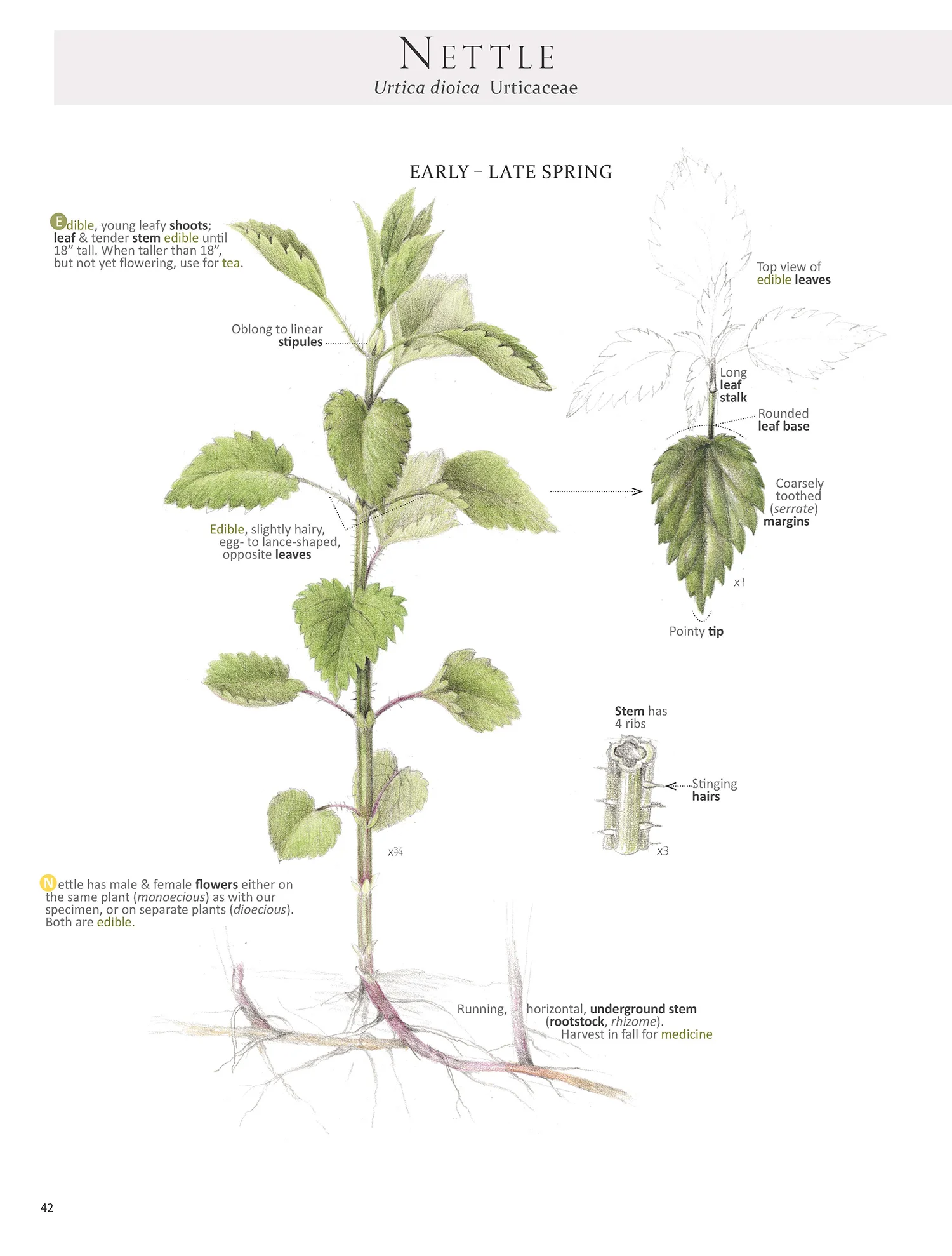 Nettle plant map from Foraging & Feasting by Dina Falconi; illustrated by Wendy Hollender. www.botanicalartspress.com Book link here: http://bit.ly/1Auh44Q