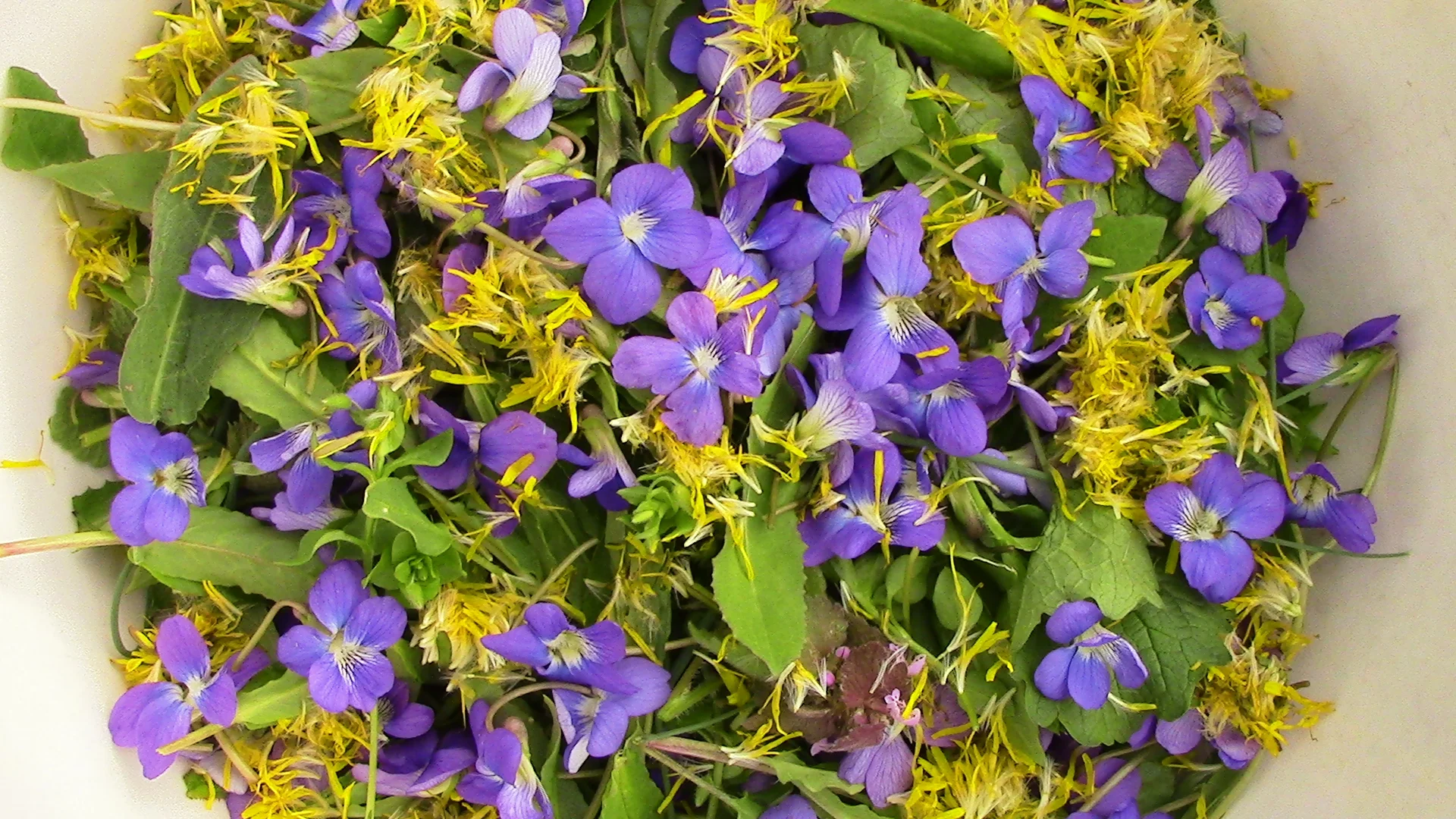 Violet:Dandelionchosenchosencloseup.JPG