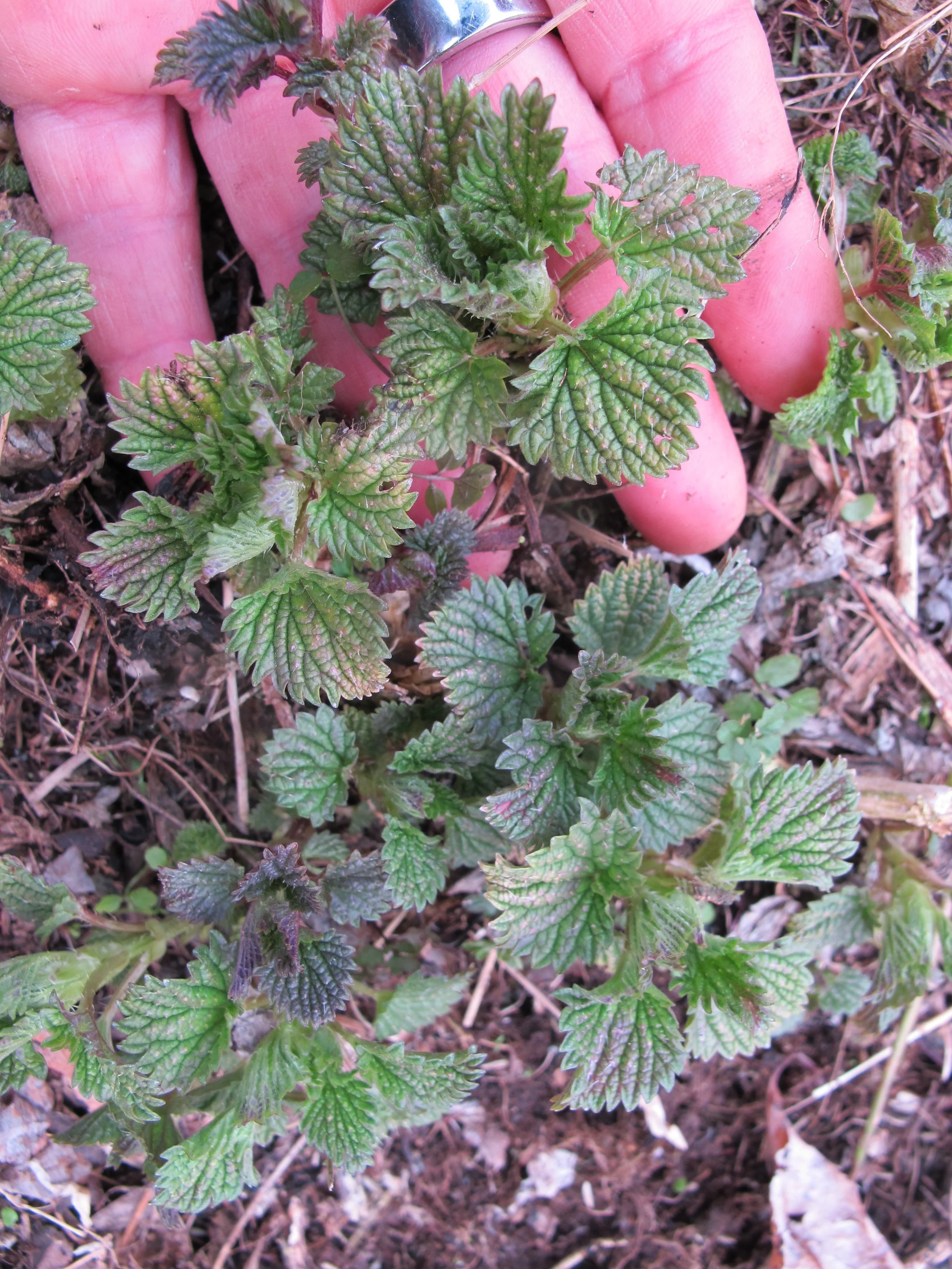 NETTLE IS UP = YES! — Foraging and Feasting