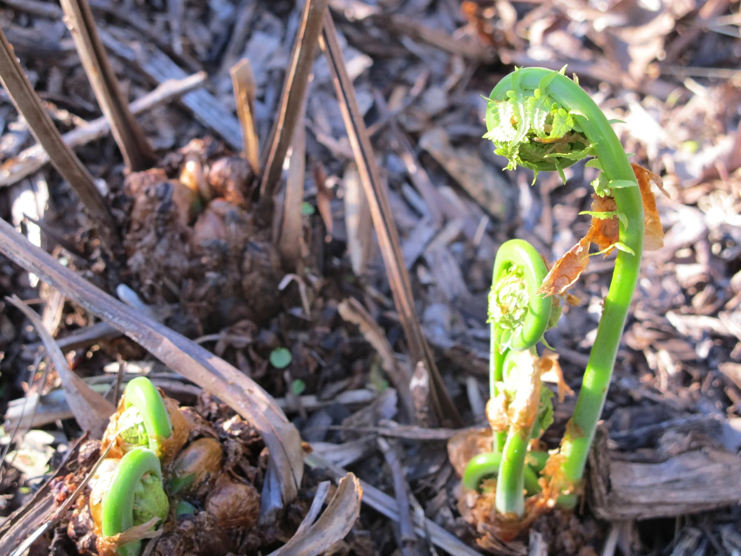 FIDDLEHEAD MOMENT = CROZIERS OF OSTRICH FERN — Foraging and Feasting