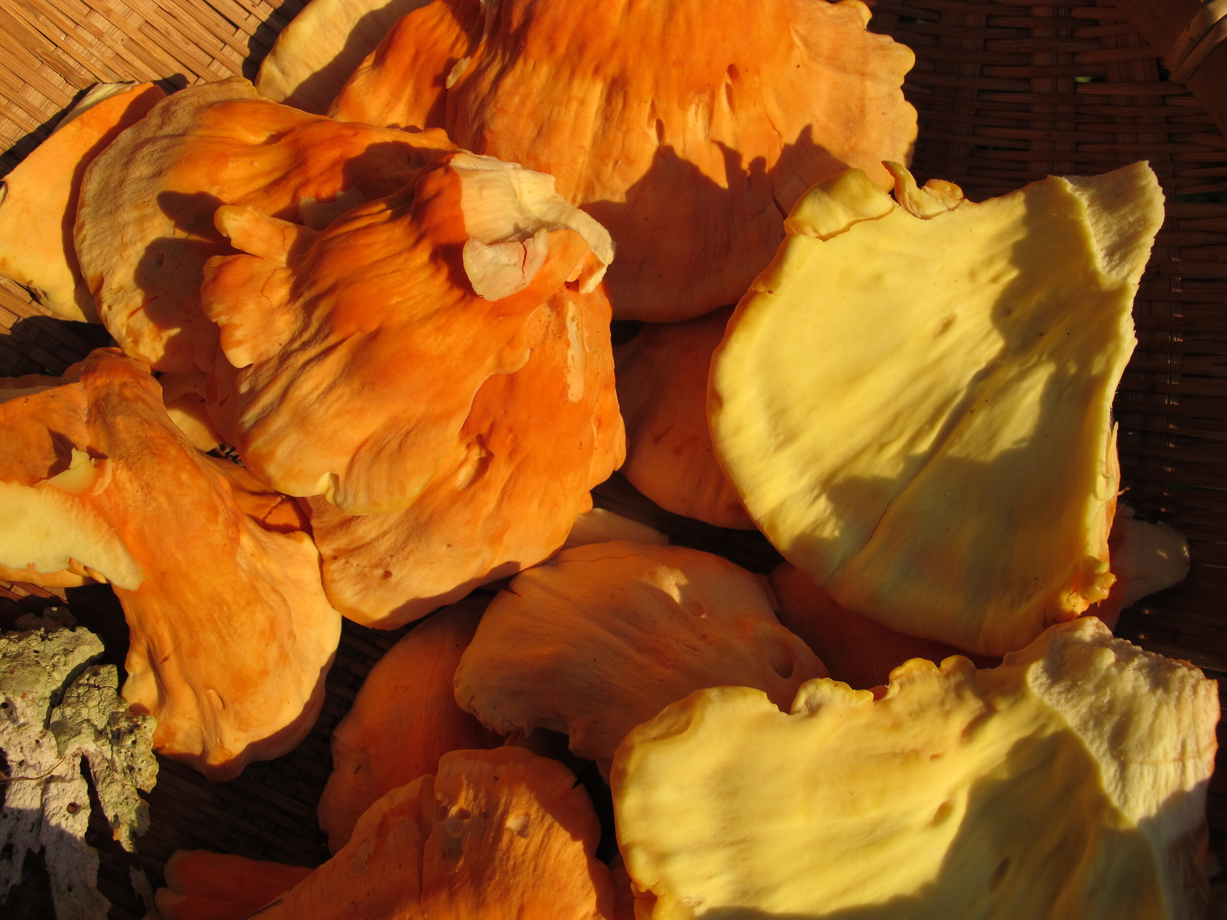 CHICKEN MUSHROOM — GLAD TO SEE YOU! — Foraging and Feasting