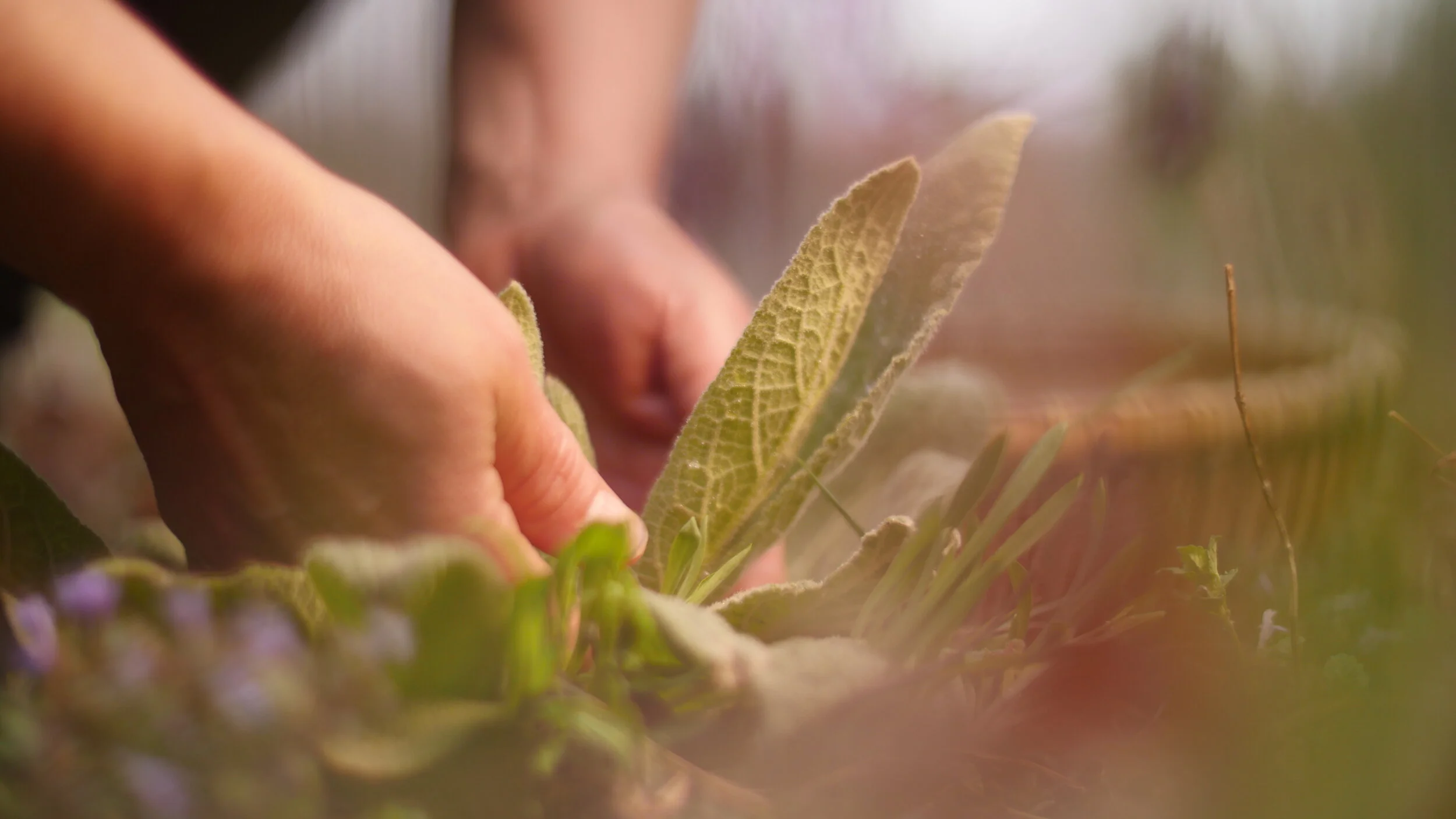 Herbal Remedies &amp; Wild Food Immersion June 13th, 20th &amp; 27th August 8th