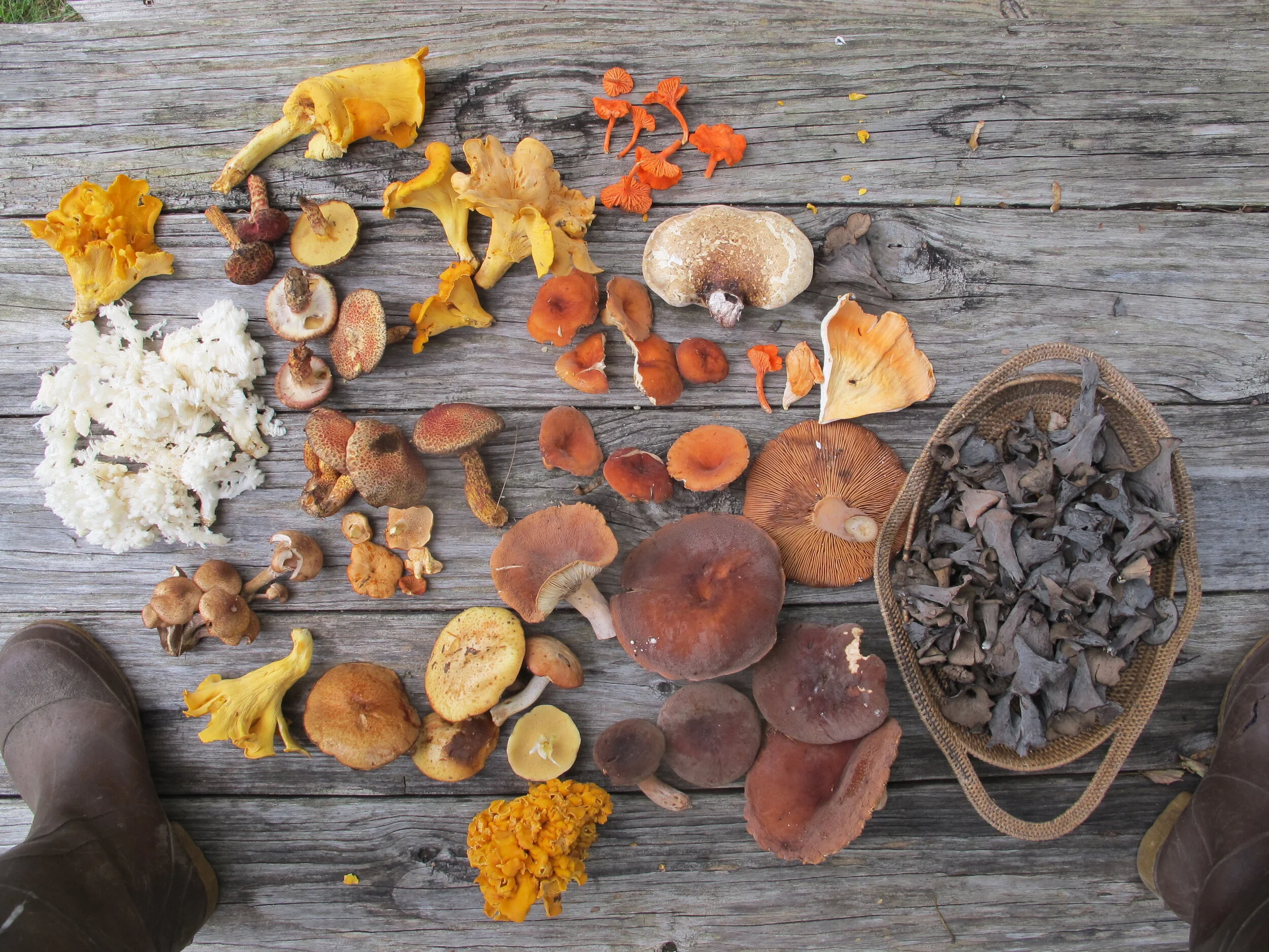 A Quick Edible Mushroom Romp = Serious Mushies Happening Now!