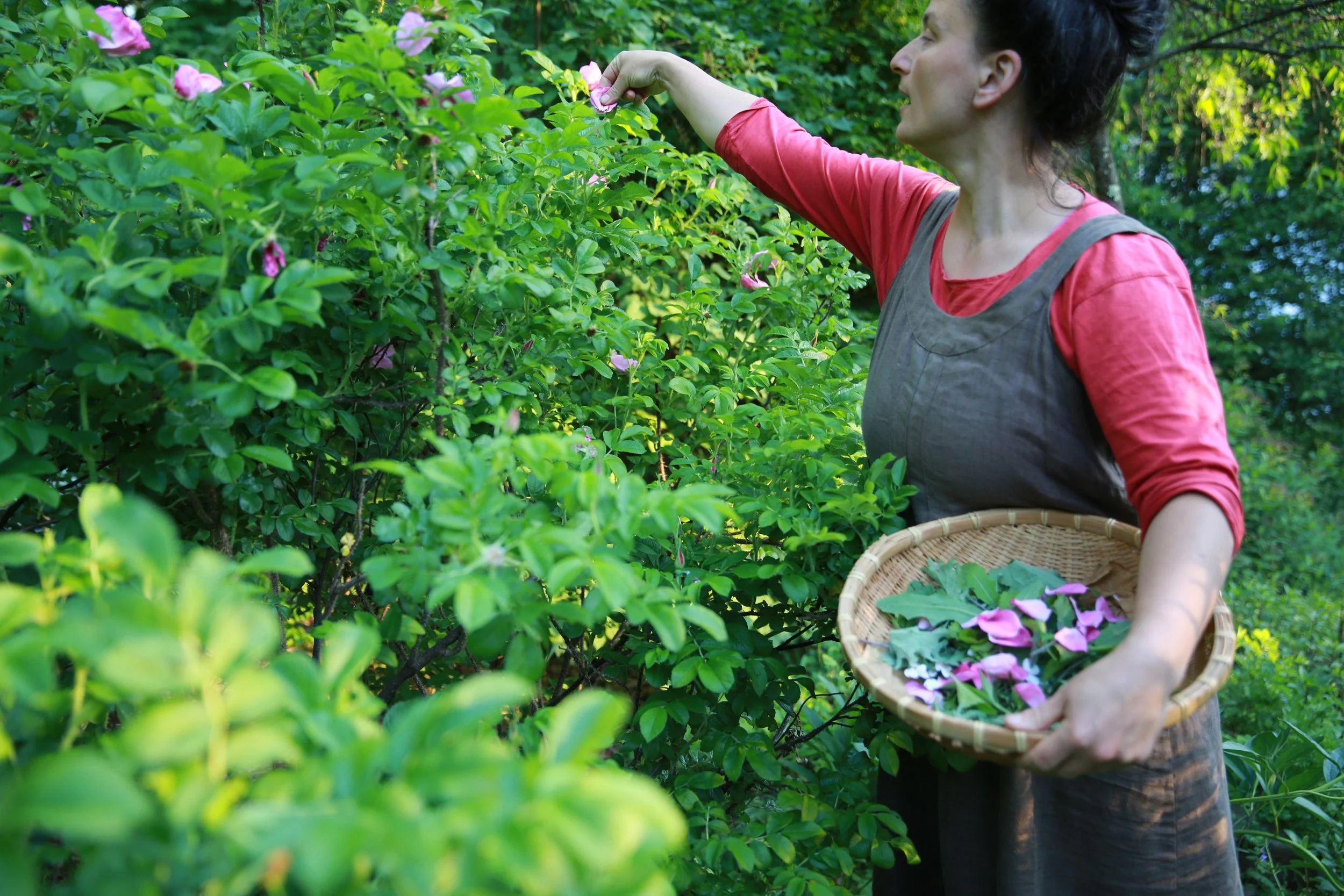 Late Summer Foraging Walk and Medicinal Workshop with Dina Falconi at Hudson Valley Seed Co