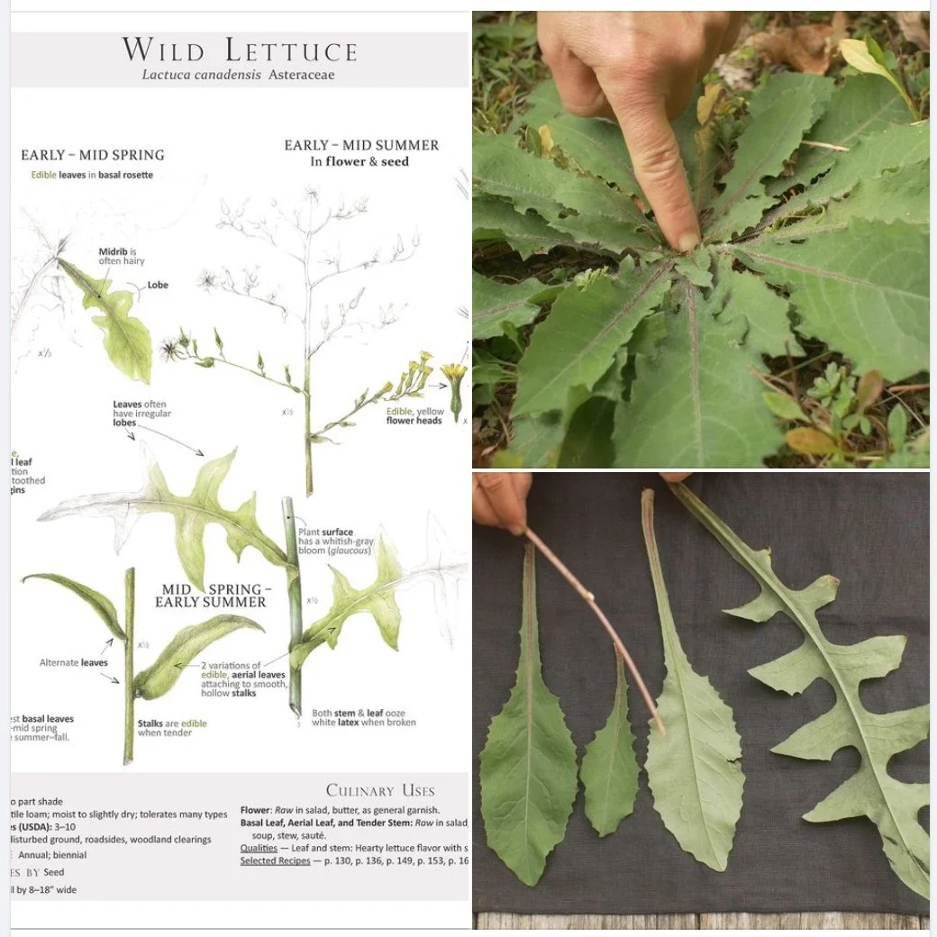 How To Identify Wild Lettuce And Look Alikes Feral Foraging 48 OFF How To Identify Wild Lettuce And Look Alikes Feral Foraging 48 OFF